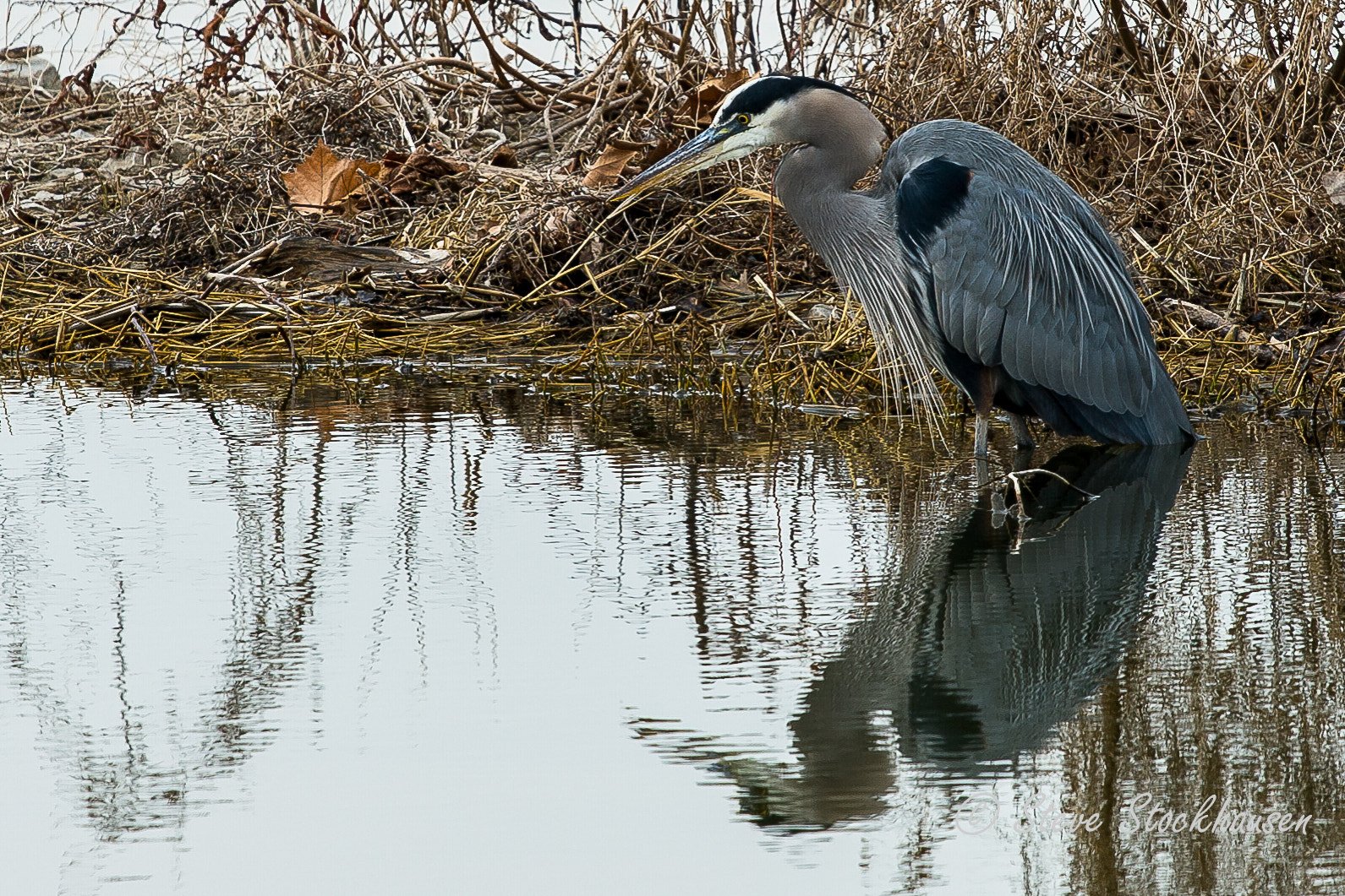 Canon EOS 30D + Canon EF 70-200mm F4L USM sample photo. __great blue heron__ photography