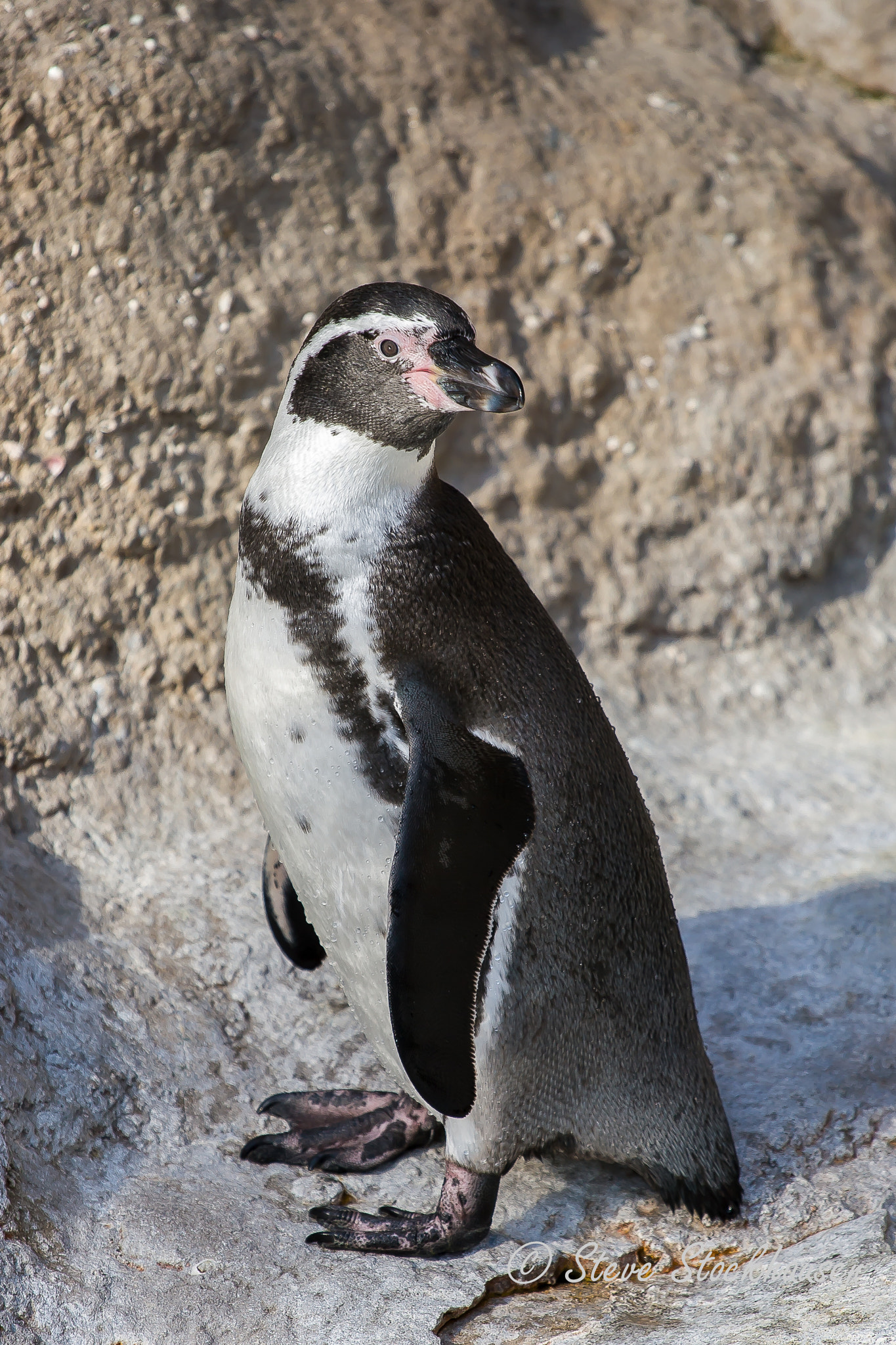 Canon EOS 30D + Canon EF 70-200mm F4L USM sample photo. Humboldt penguin photography