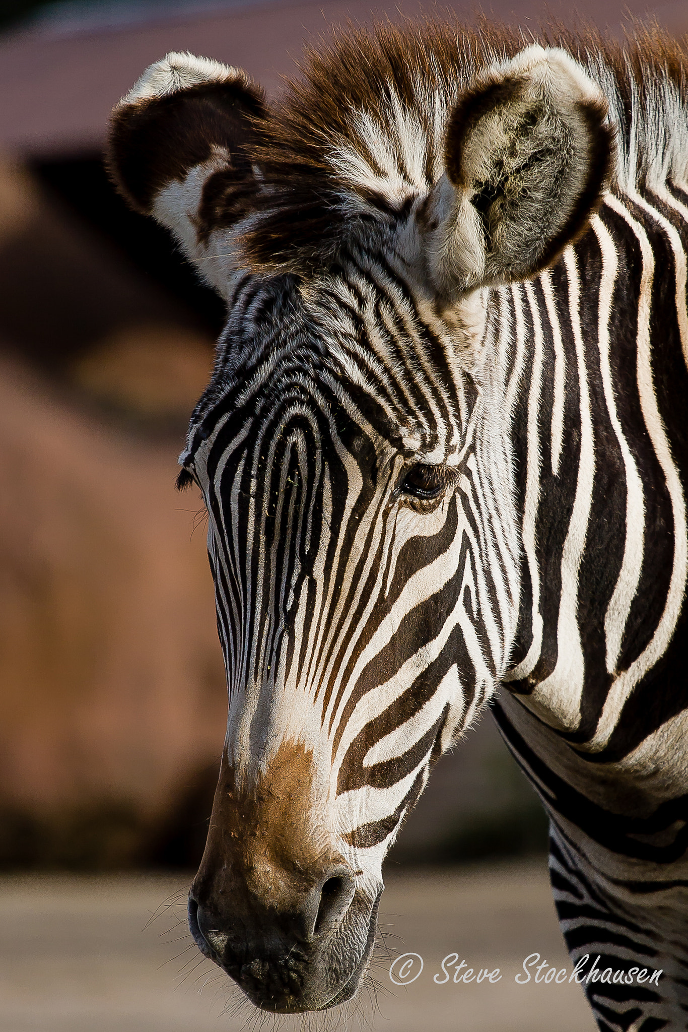 Canon EOS 30D + Canon EF 70-200mm F4L USM sample photo. Grevy's zebra photography