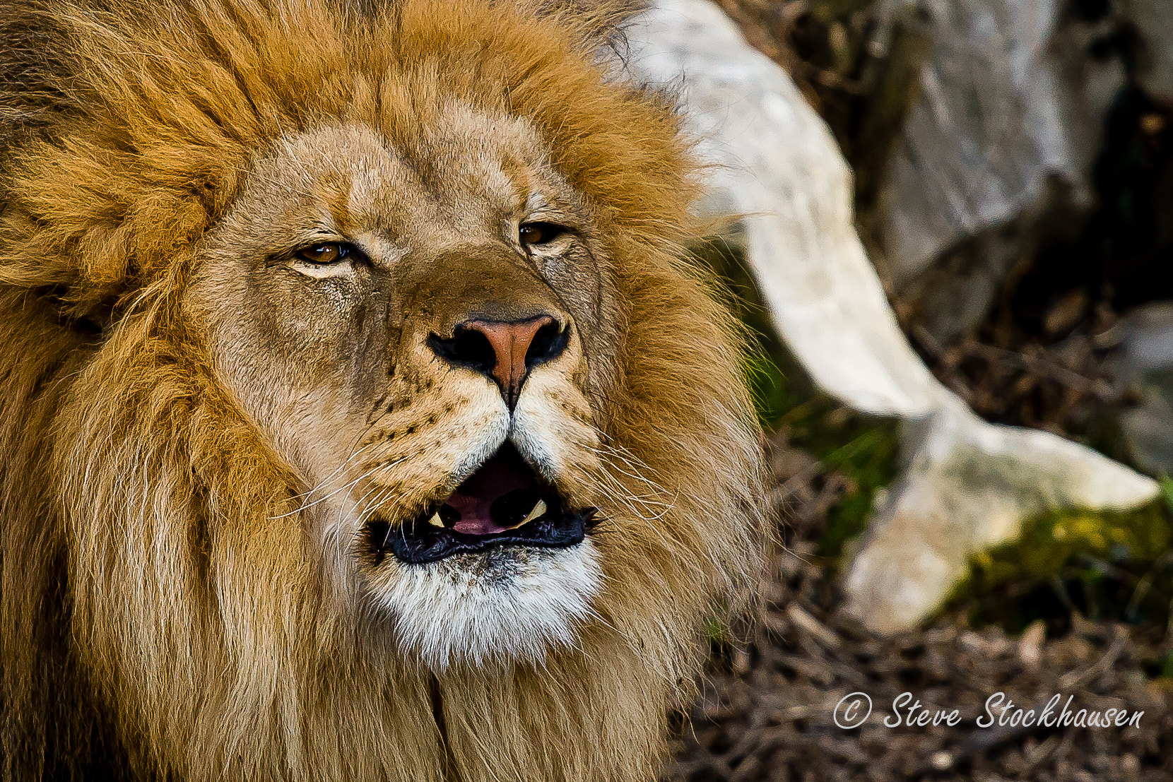 Canon EOS 30D + Canon EF 70-200mm F4L USM sample photo. Lion photography