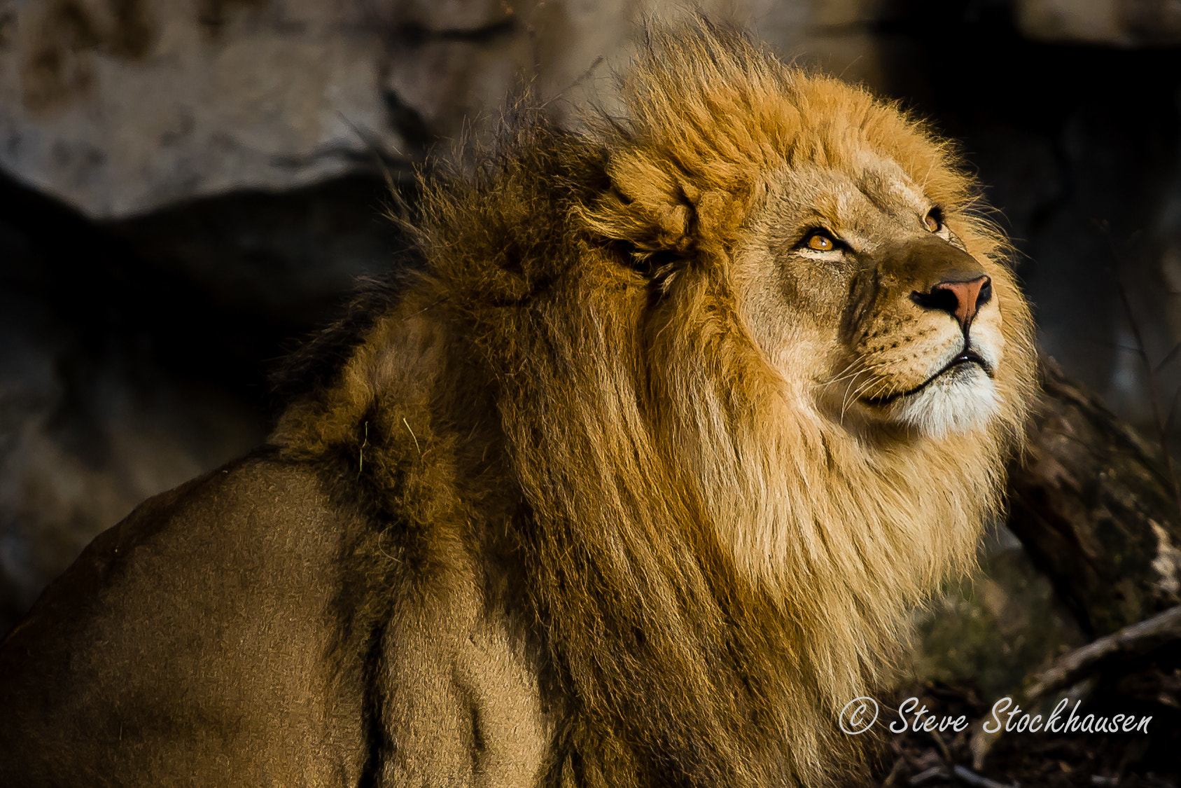 Canon EOS 30D + Canon EF 70-200mm F4L USM sample photo. Lion photography
