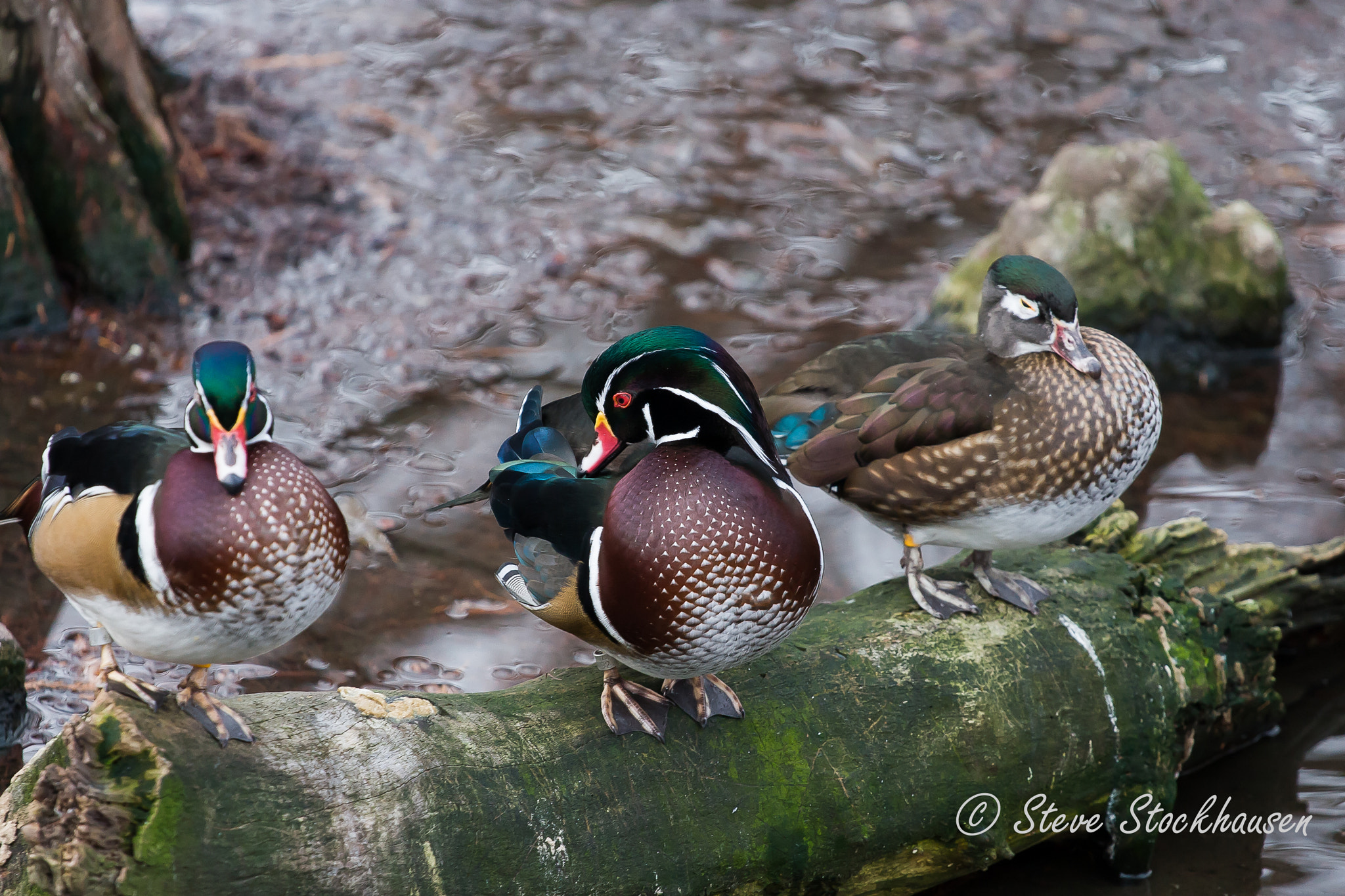 Canon EOS 30D + Canon EF 70-200mm F4L USM sample photo. Wood duck photography
