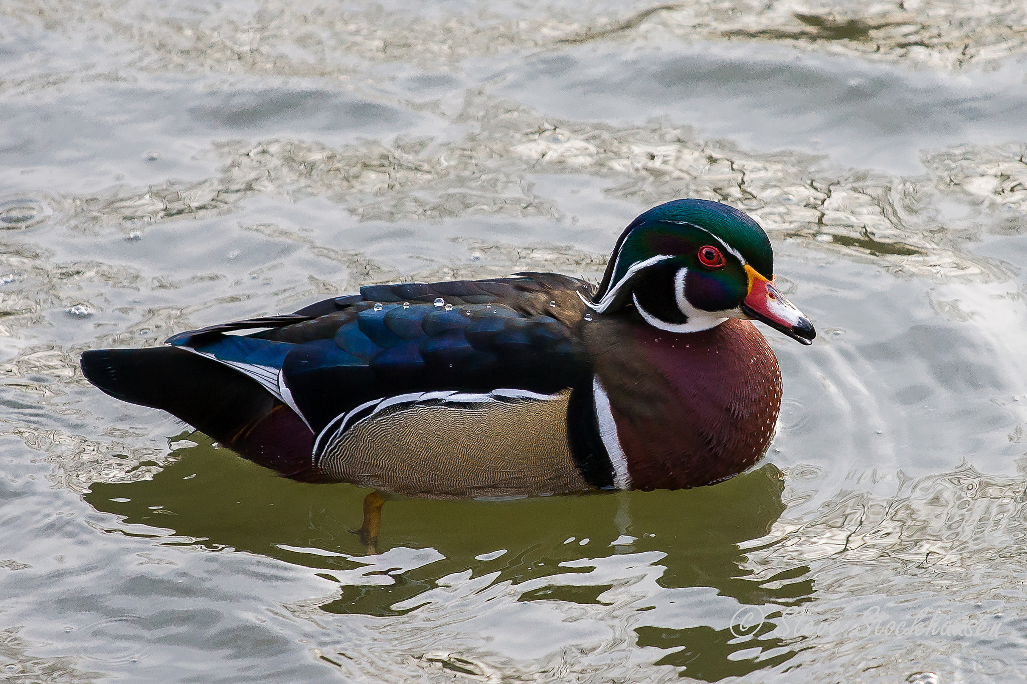 Canon EOS 30D + Canon EF 70-200mm F4L USM sample photo. Wood duck photography
