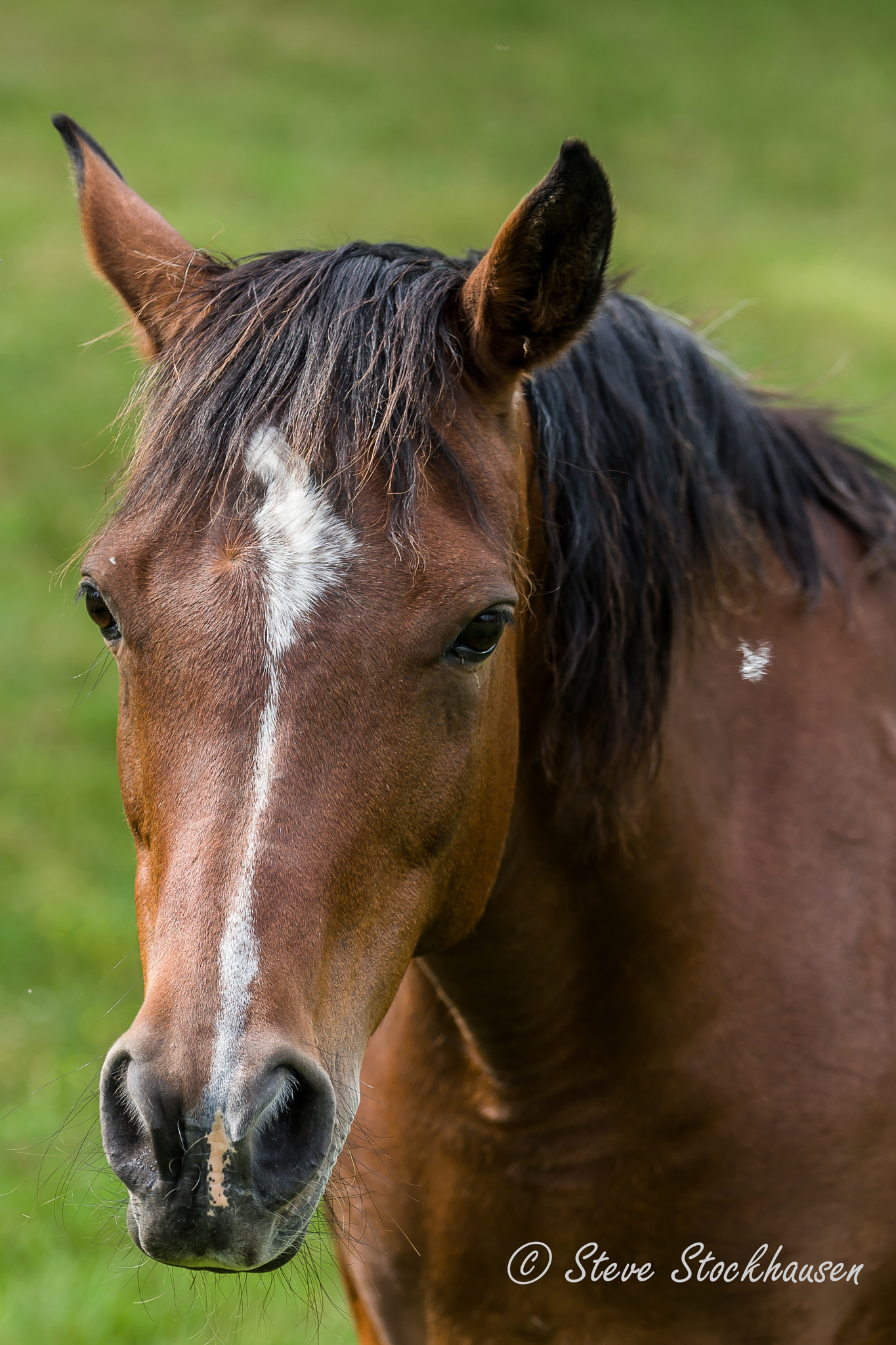 Canon EOS 30D + Canon EF 70-200mm F4L USM sample photo. Horse photography
