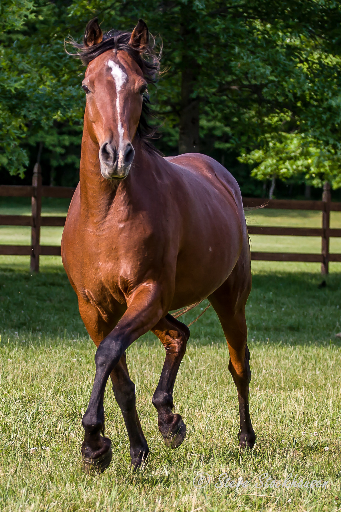 Canon EOS 30D + Canon EF 70-200mm F4L USM sample photo. __horse__ photography