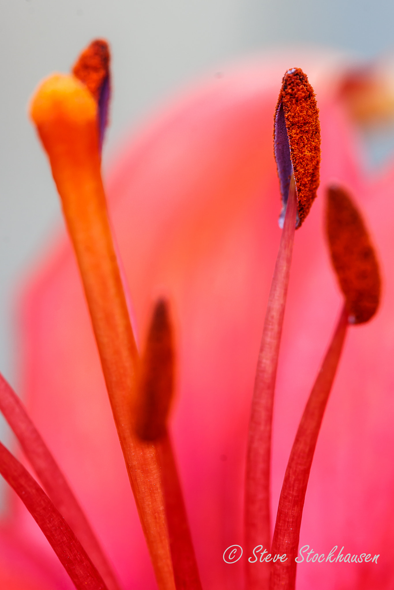 Canon EOS 30D + Canon EF 100mm F2.8 Macro USM sample photo. Asian lily photography