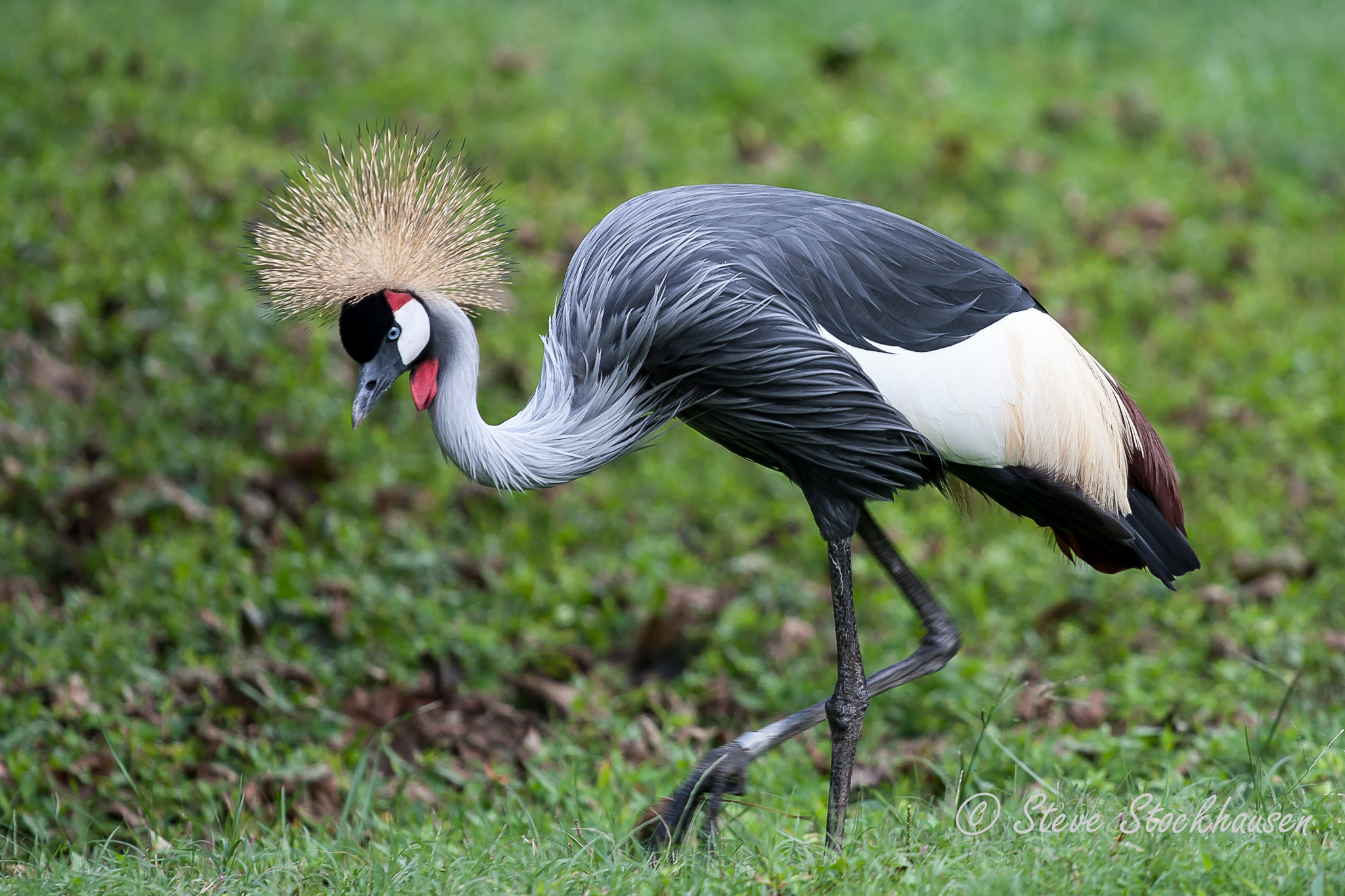 Canon EOS 30D + Canon EF 70-200mm F4L USM sample photo. East african crowned crane photography