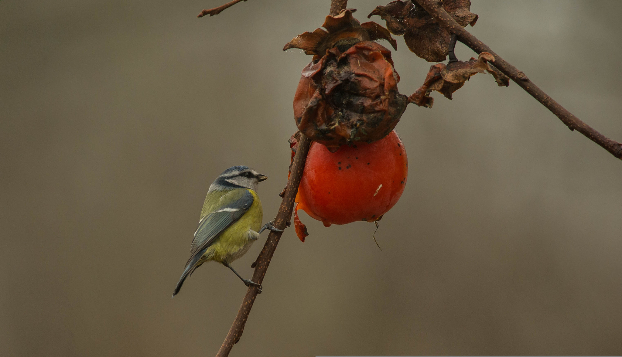 Nikon D3S + Nikon AF-S Nikkor 300mm F4D ED-IF sample photo. 23421578043.jpg photography