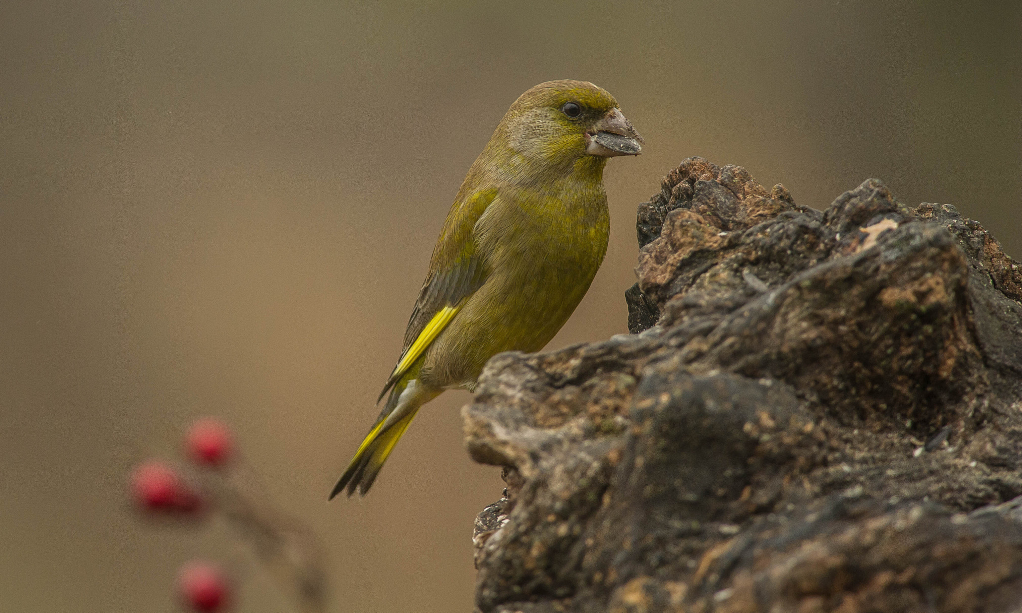 Nikon D3S + Nikon AF-S Nikkor 300mm F4D ED-IF sample photo. 24048334995.jpg photography