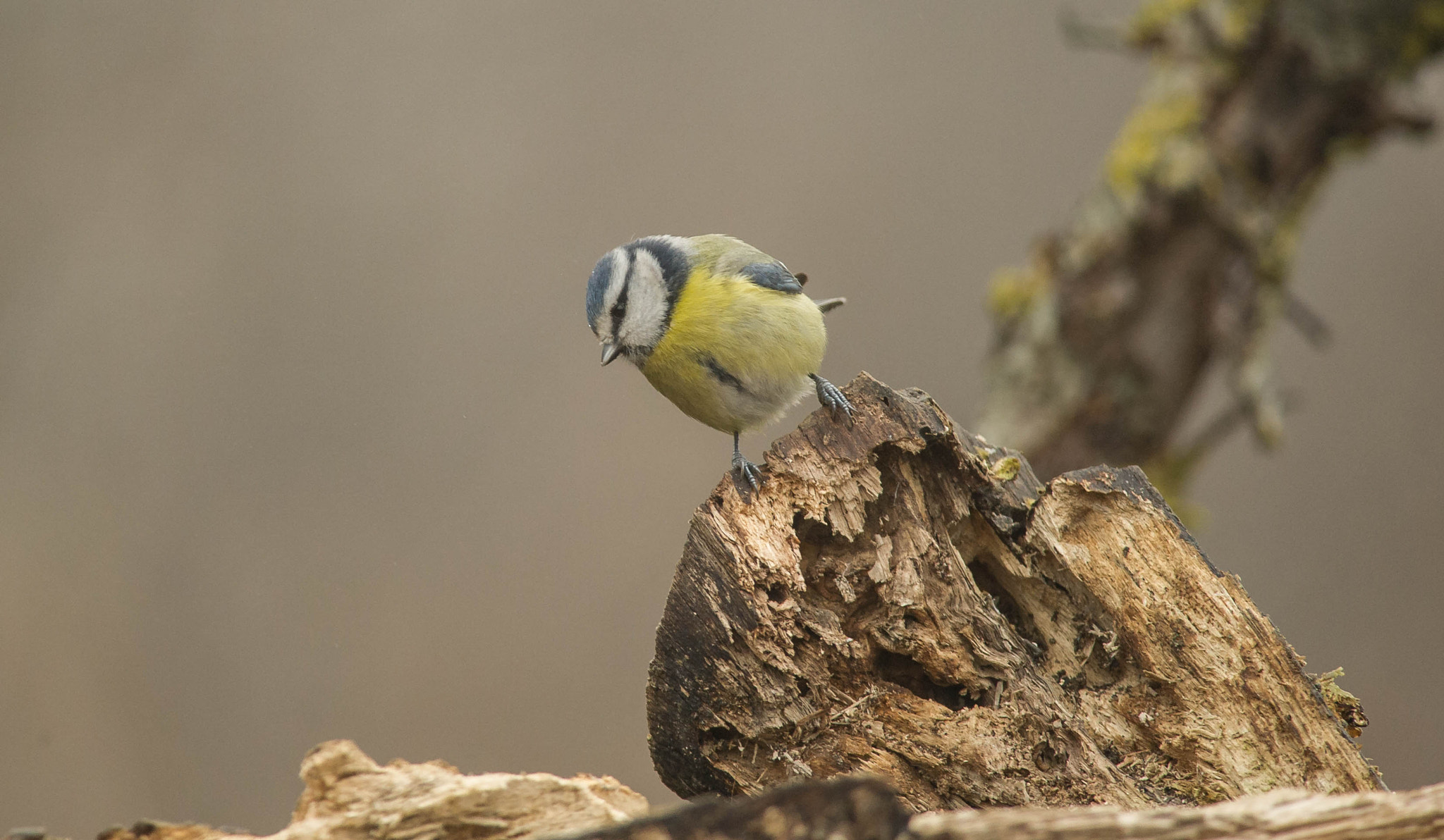 Nikon D3S + Nikon AF-S Nikkor 300mm F4D ED-IF sample photo. 23965784511.jpg photography