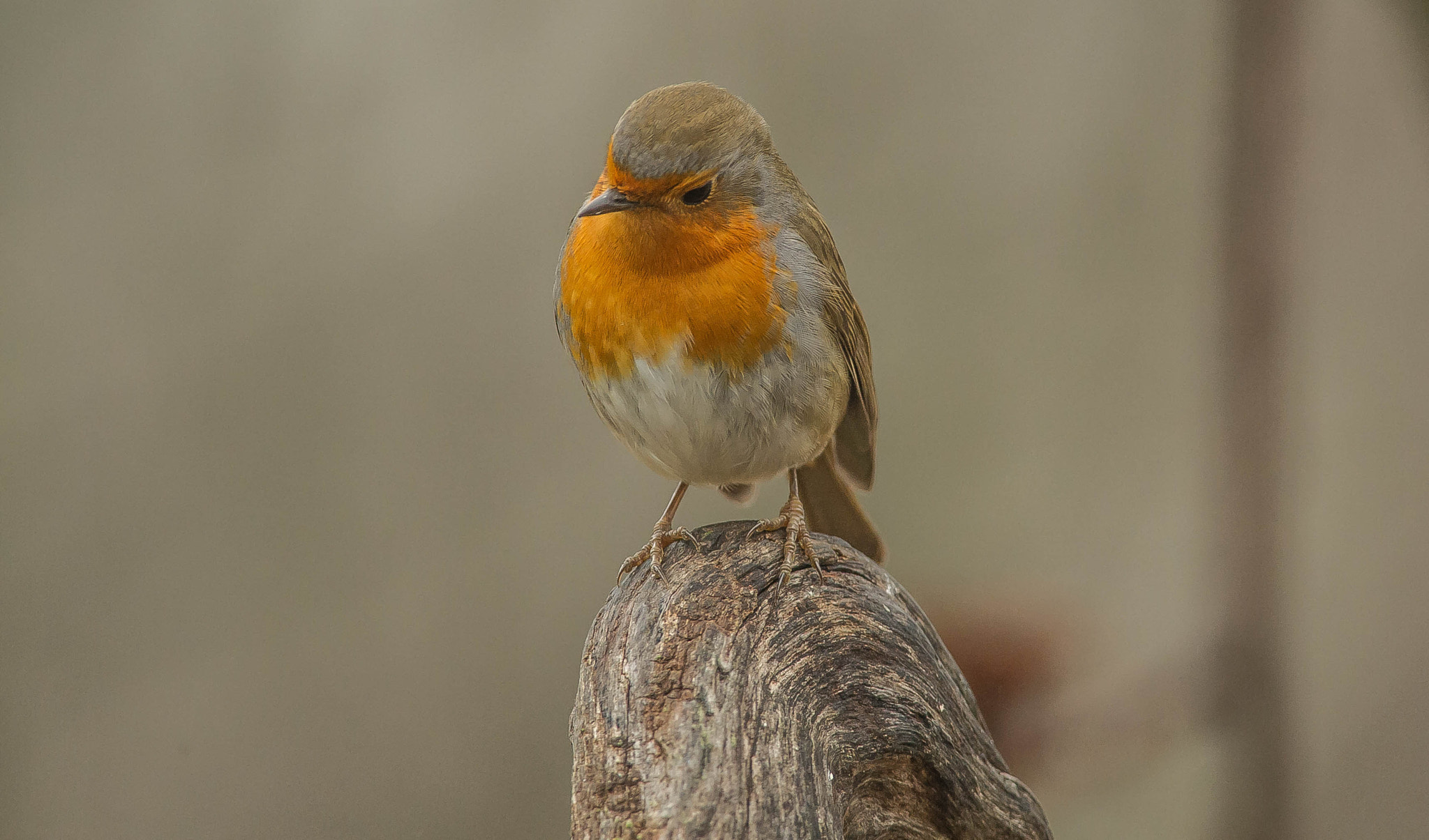 Nikon D3S + Nikon AF-S Nikkor 300mm F4D ED-IF sample photo. 23965751981.jpg photography