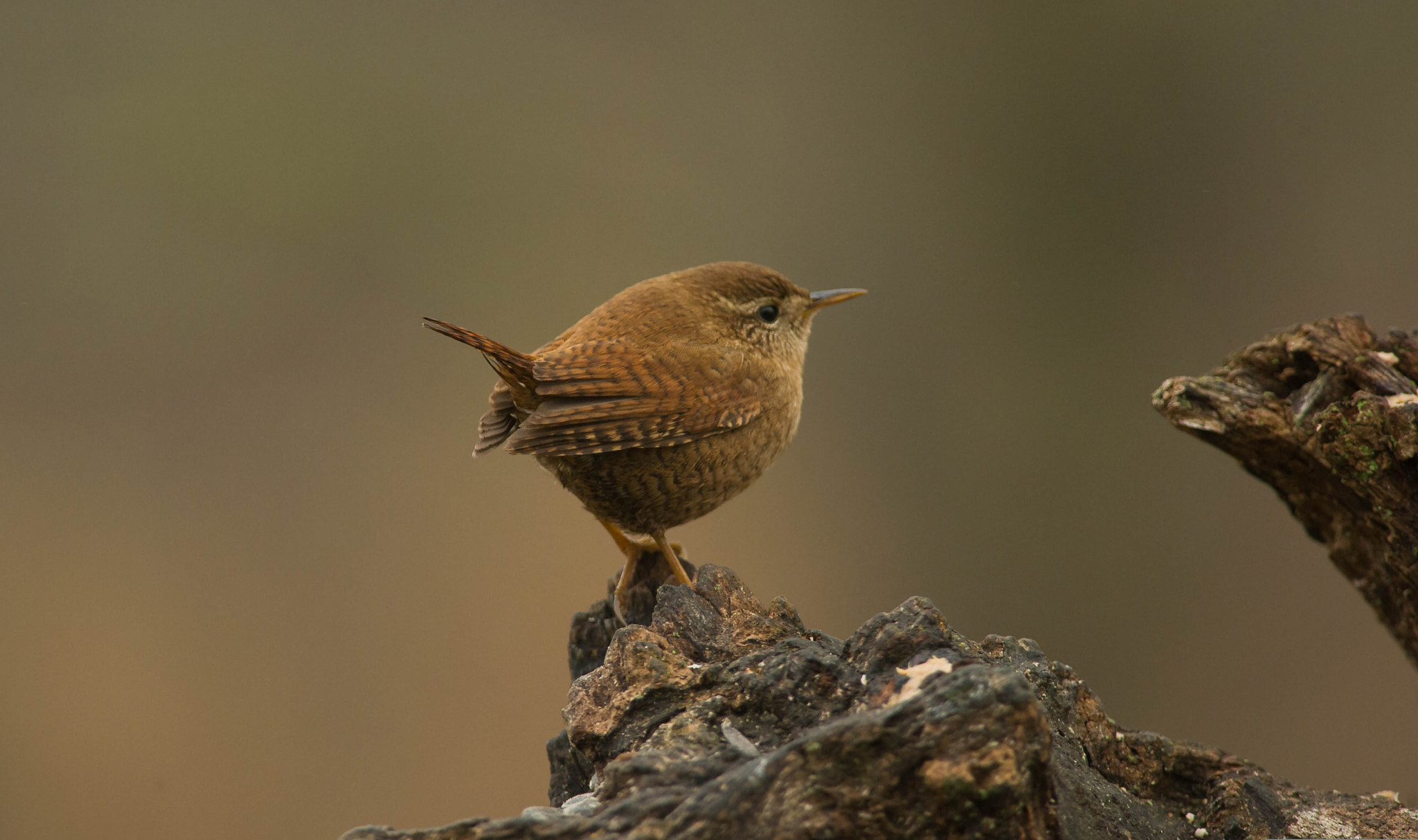 Nikon D3S + Nikon AF-S Nikkor 300mm F4D ED-IF sample photo. 23680375679.jpg photography