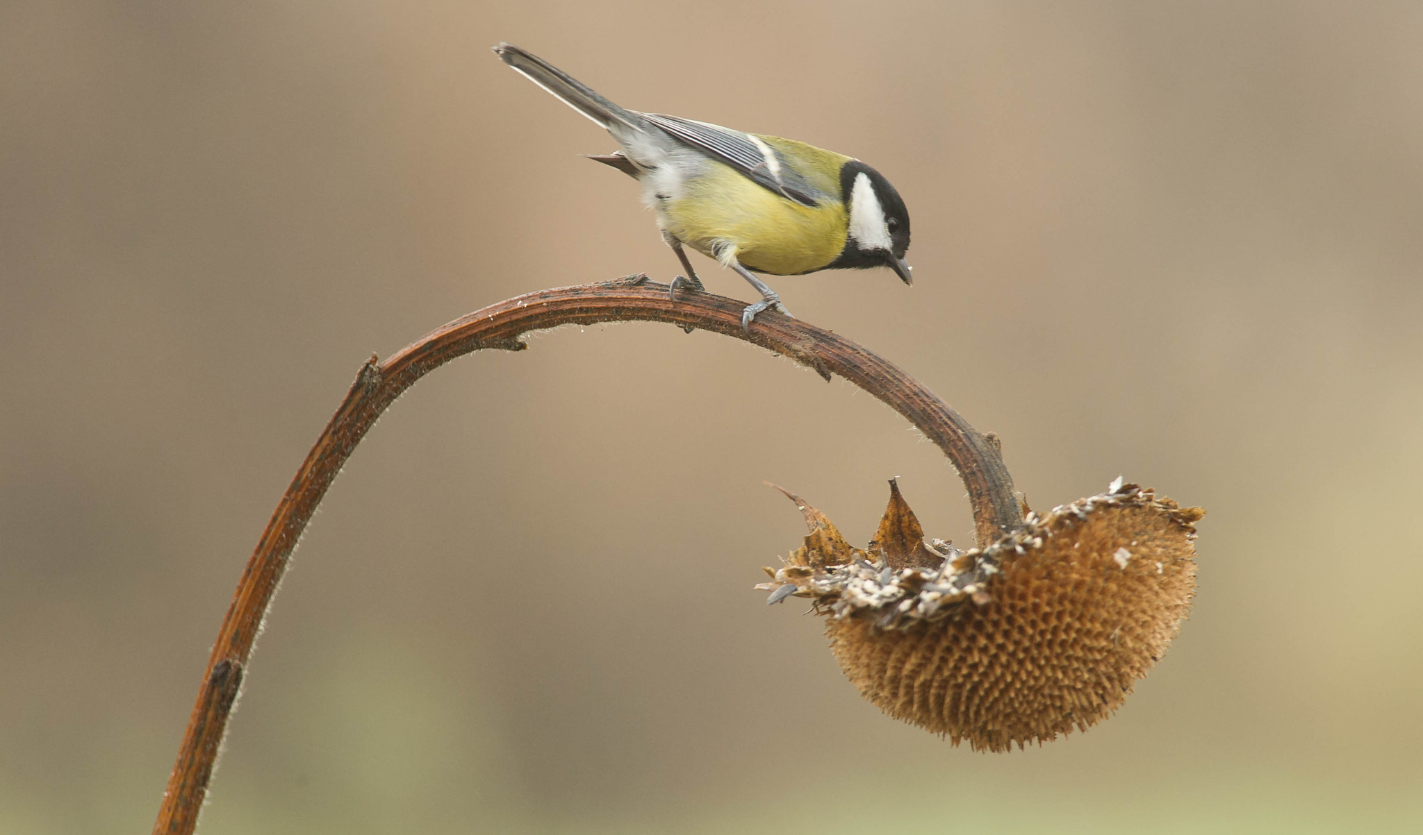 Nikon D3S + Nikon AF-S Nikkor 300mm F4D ED-IF sample photo. 23965649851.jpg photography