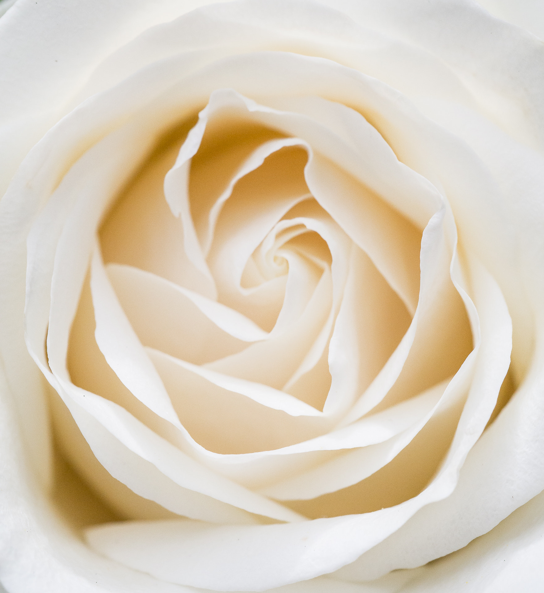 Olympus PEN E-PL5 sample photo. Dreamy rose photography