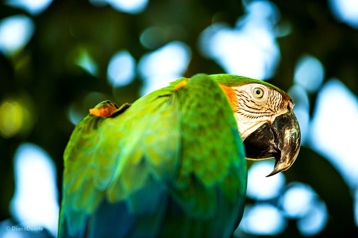 AF-S Zoom-Nikkor 80-200mm f/2.8D IF-ED sample photo. Green&blue, costa rica photography