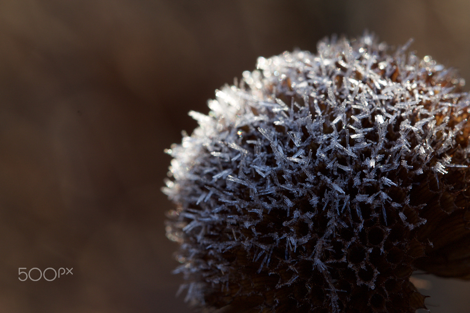 Canon EOS 1100D (EOS Rebel T3 / EOS Kiss X50) + Canon EF 100mm F2.8 Macro USM sample photo. Frosty morning photography