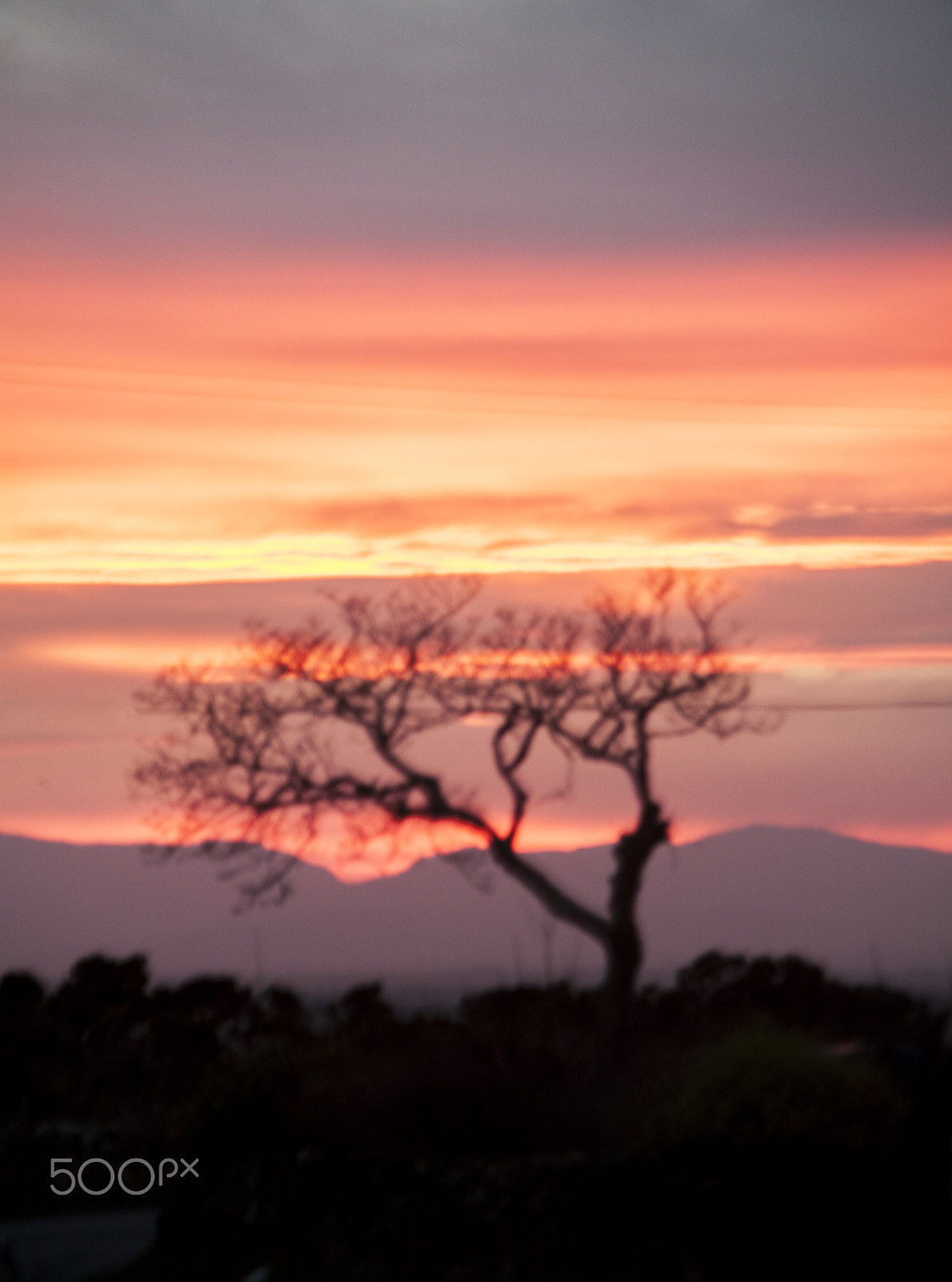 Canon EF 35-135mm f/4-5.6 USM sample photo. Morning tree photography