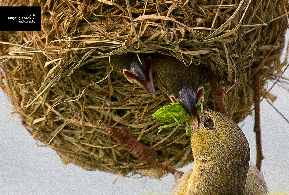 Canon EF 70-300mm F4-5.6L IS USM sample photo. Hay un bicho en mi comida photography