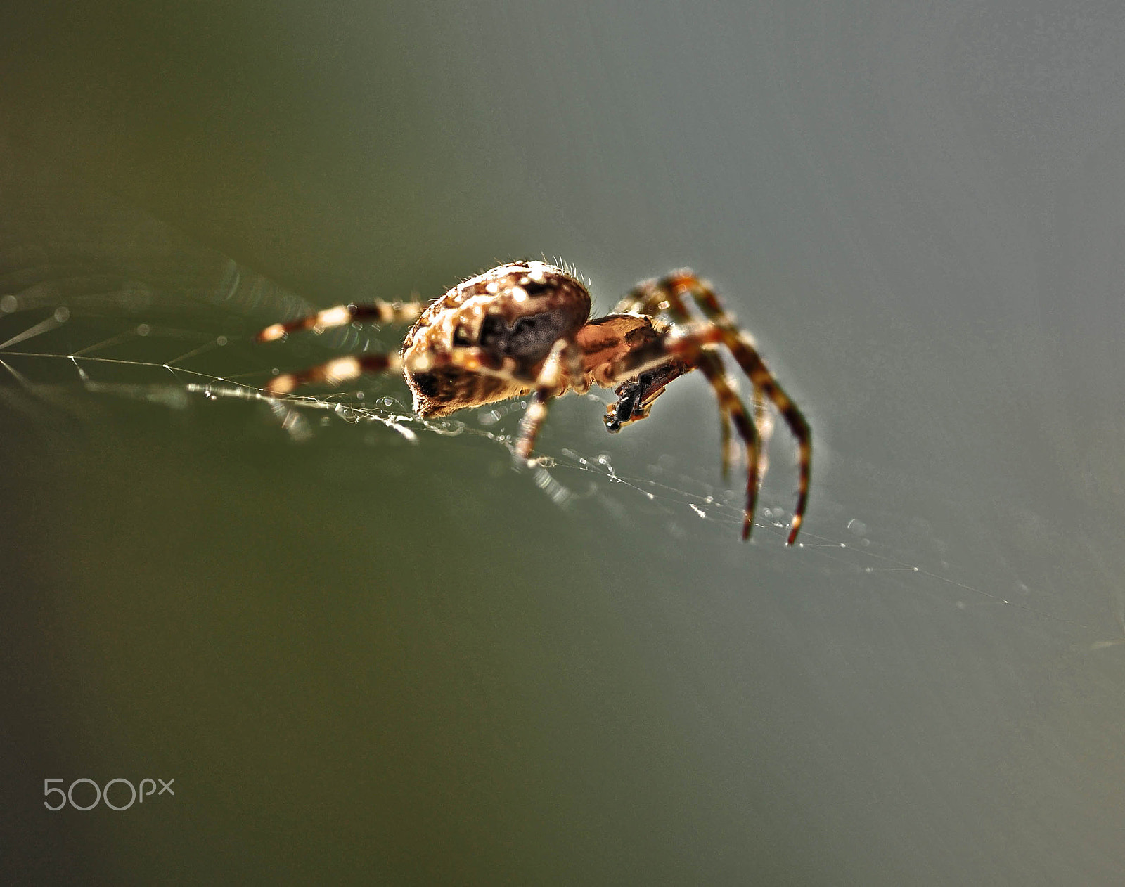 Sigma 150mm F2.8 EX DG OS Macro HSM sample photo. Swedish nature photography