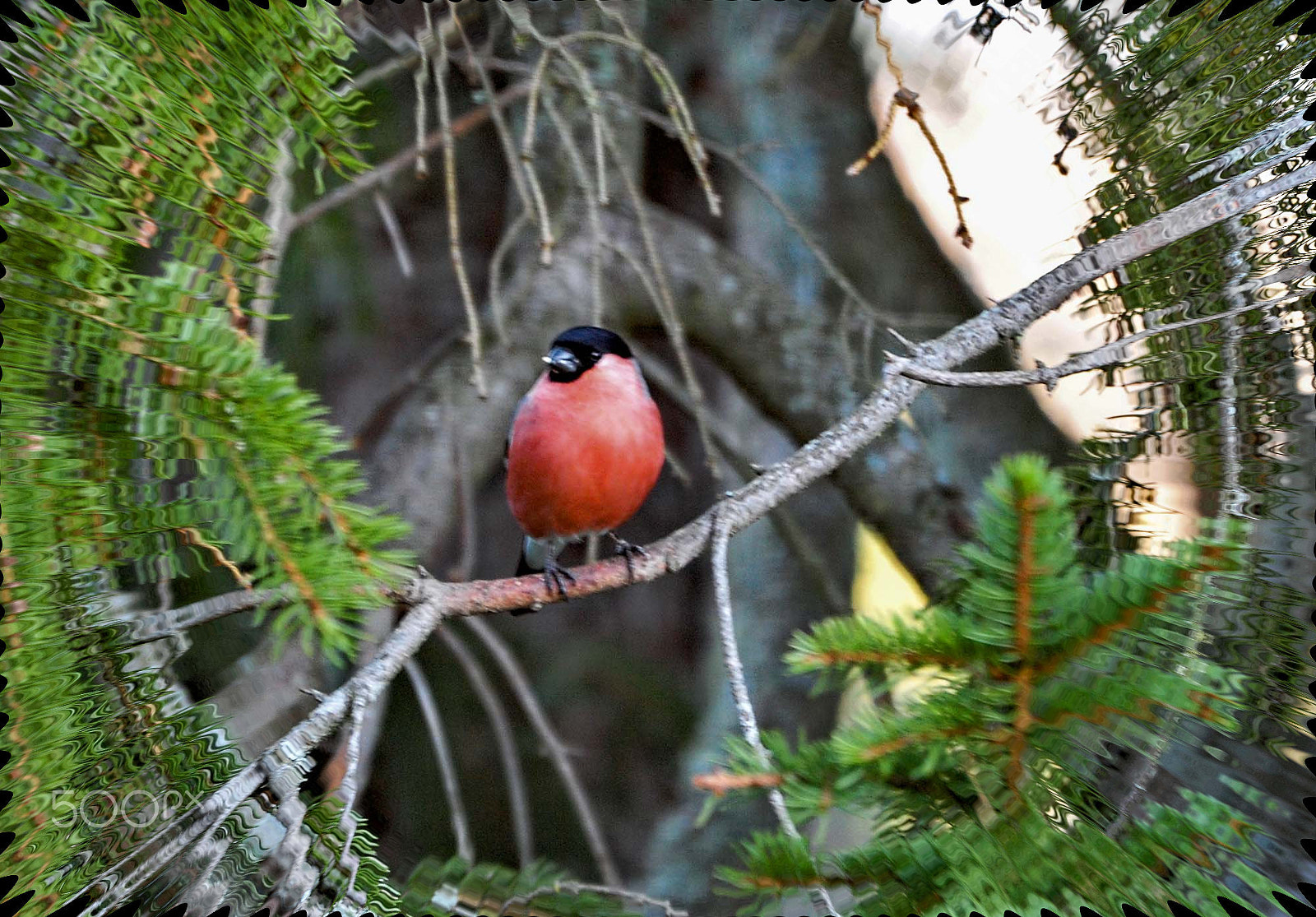 Sigma 120-400mm F4.5-5.6 DG OS HSM sample photo. Swedish nature photography