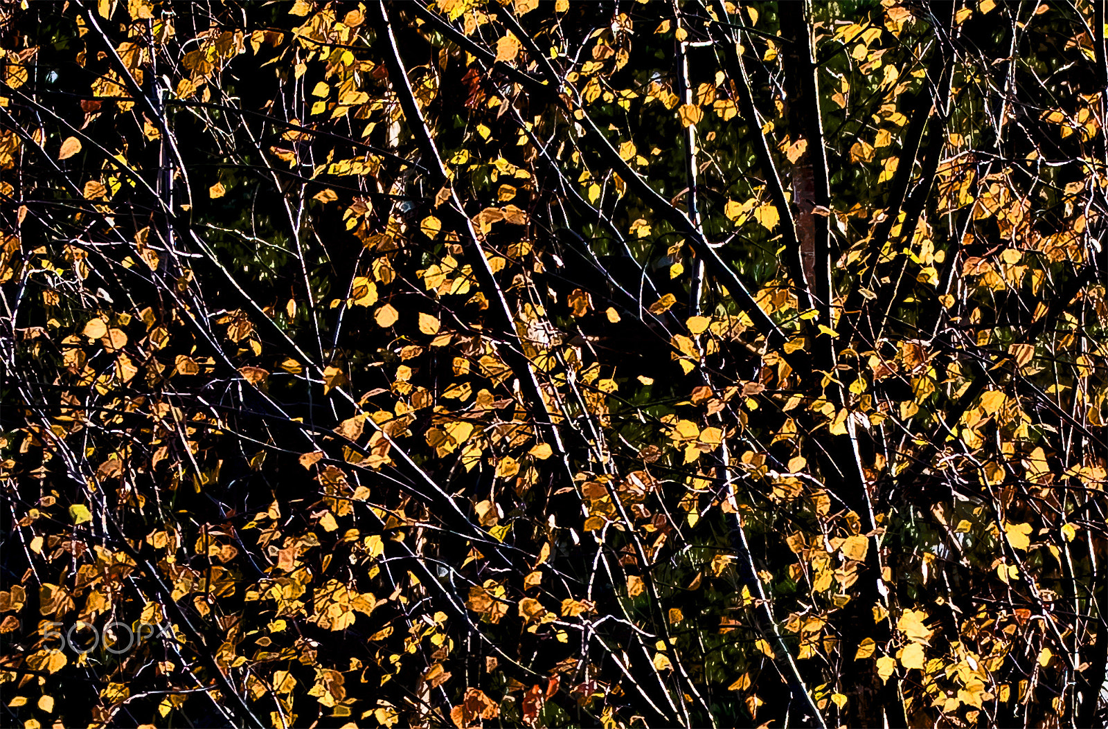 Sigma 150mm F2.8 EX DG OS Macro HSM sample photo. Swedish nature photography