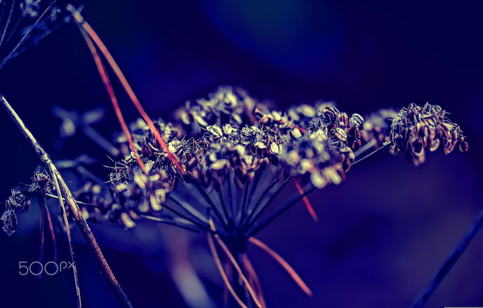 Sigma 150mm F2.8 EX DG OS Macro HSM sample photo. Swedish nature photography