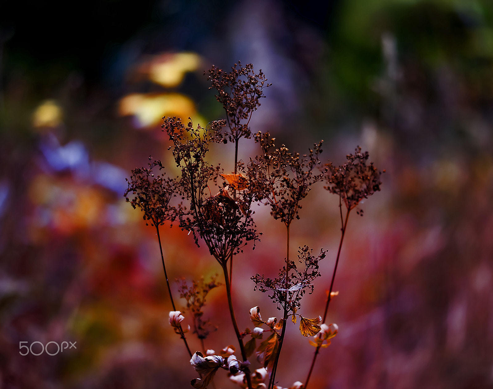 Sigma 150mm F2.8 EX DG OS Macro HSM sample photo. Swedish nature photography