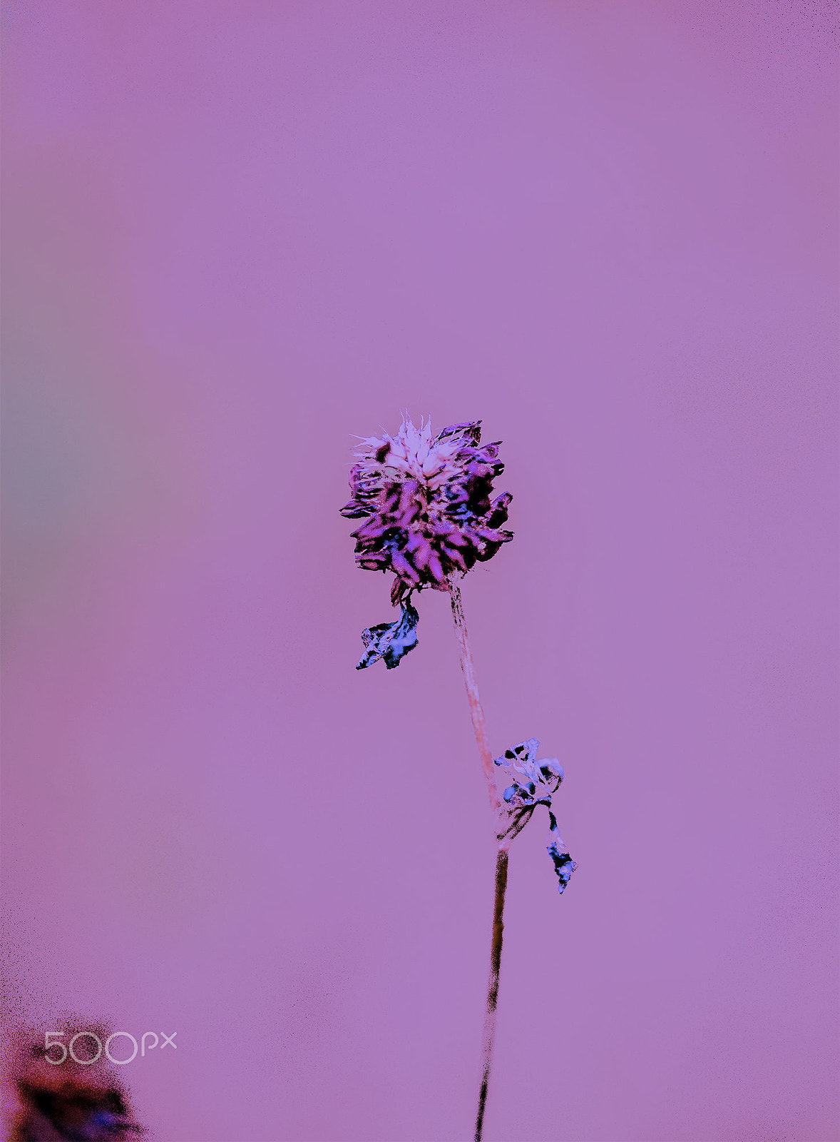 Sigma 150mm F2.8 EX DG OS Macro HSM sample photo. Swedish nature photography