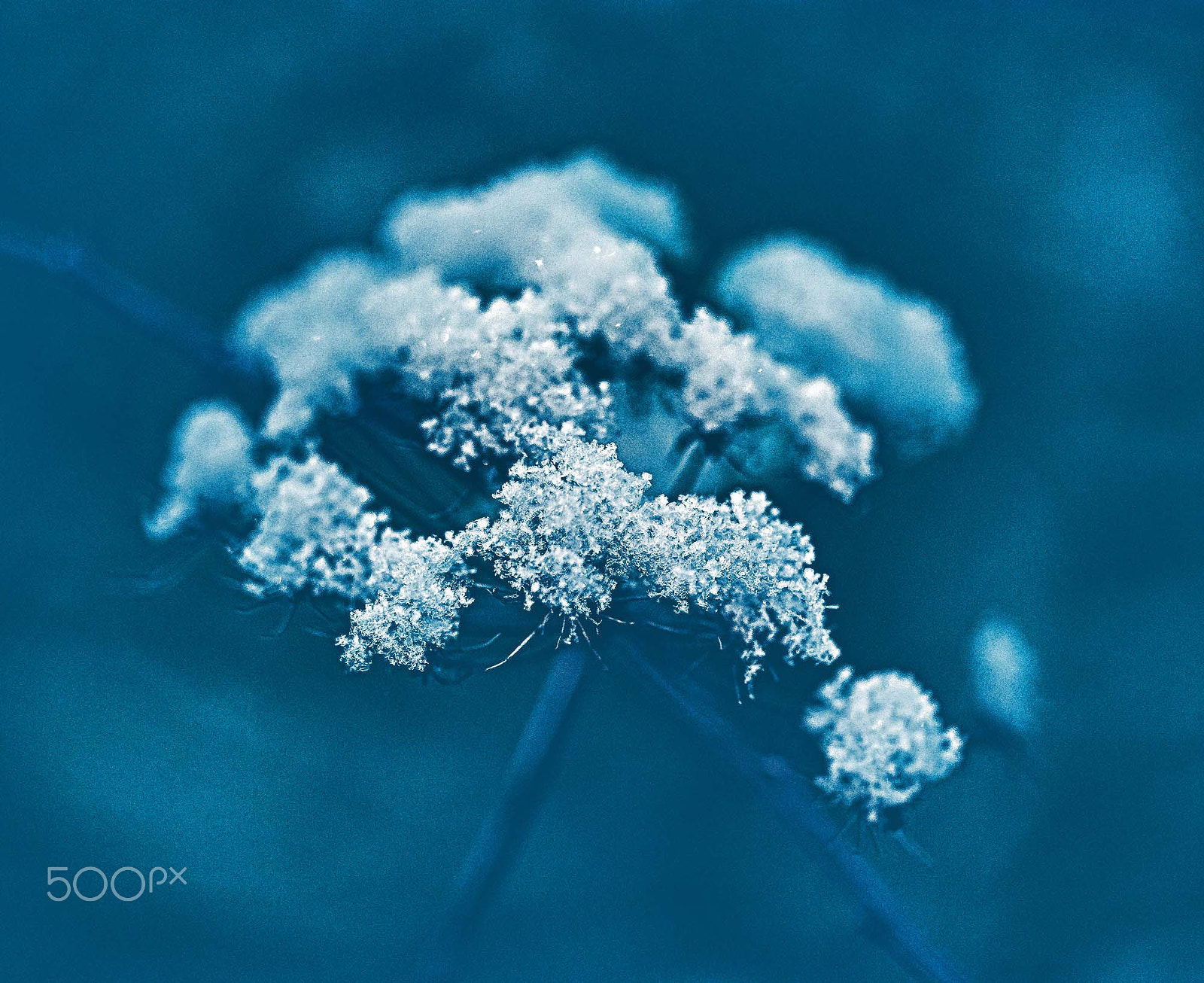 Sigma 150mm F2.8 EX DG OS Macro HSM sample photo. Swedish nature photography