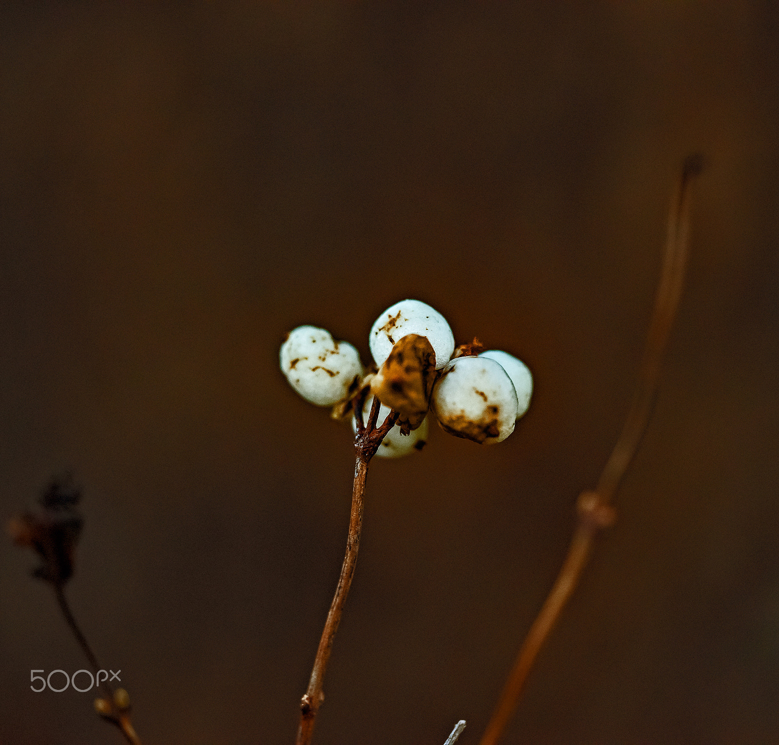 Sigma 150mm F2.8 EX DG OS Macro HSM sample photo. Swedish nature photography
