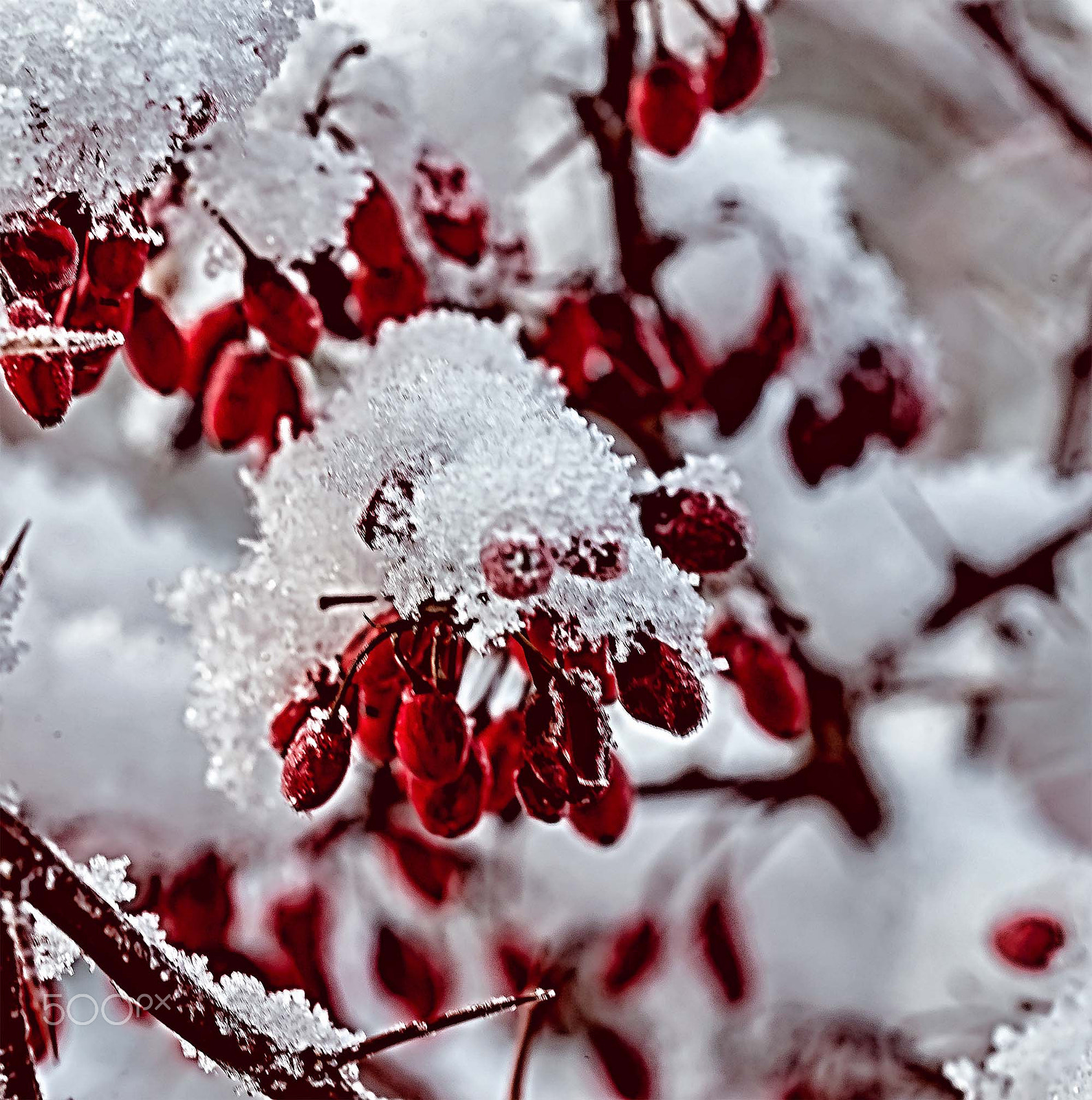 Sigma 150mm F2.8 EX DG OS Macro HSM sample photo. Swedish nature photography