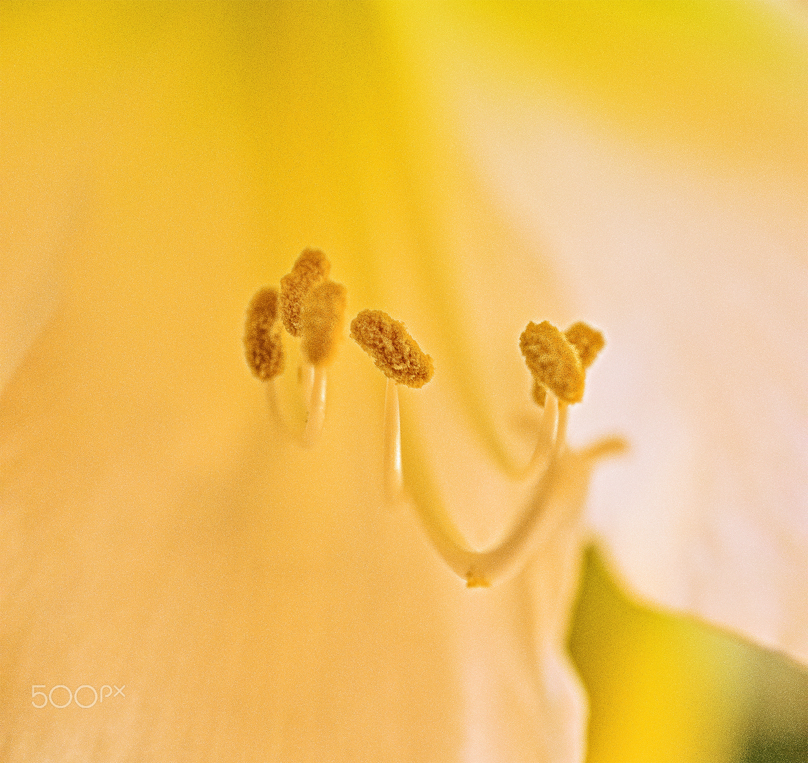 Sigma 150mm F2.8 EX DG OS Macro HSM sample photo. Swedish nature photography