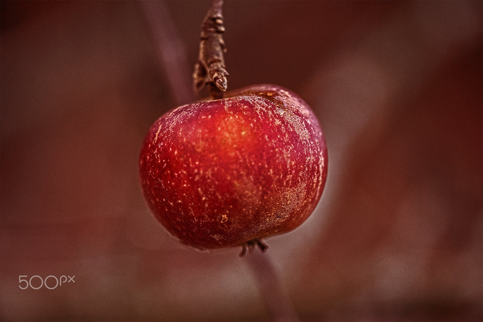 Sigma 150mm F2.8 EX DG OS Macro HSM sample photo. Swedish nature photography