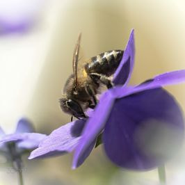 Sigma 150mm F2.8 EX DG OS Macro HSM sample photo. Swedish nature photography