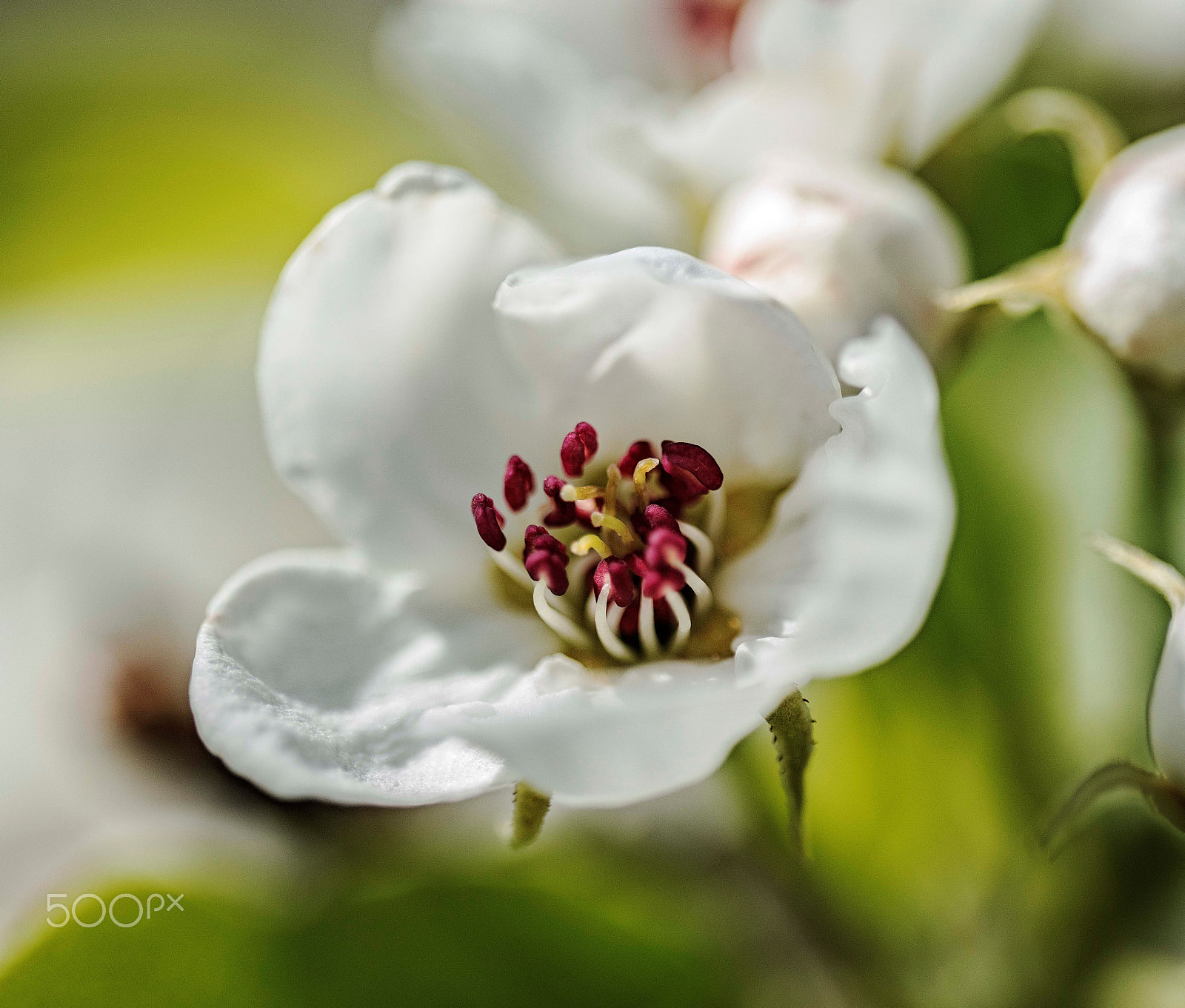 Sigma 150mm F2.8 EX DG OS Macro HSM sample photo. Swedish nature photography