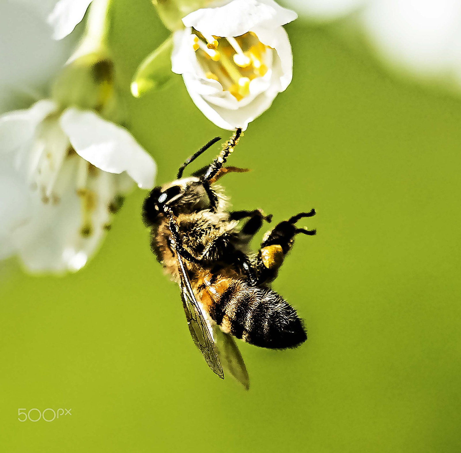 Sigma 150mm F2.8 EX DG OS Macro HSM sample photo. Swedish nature photography