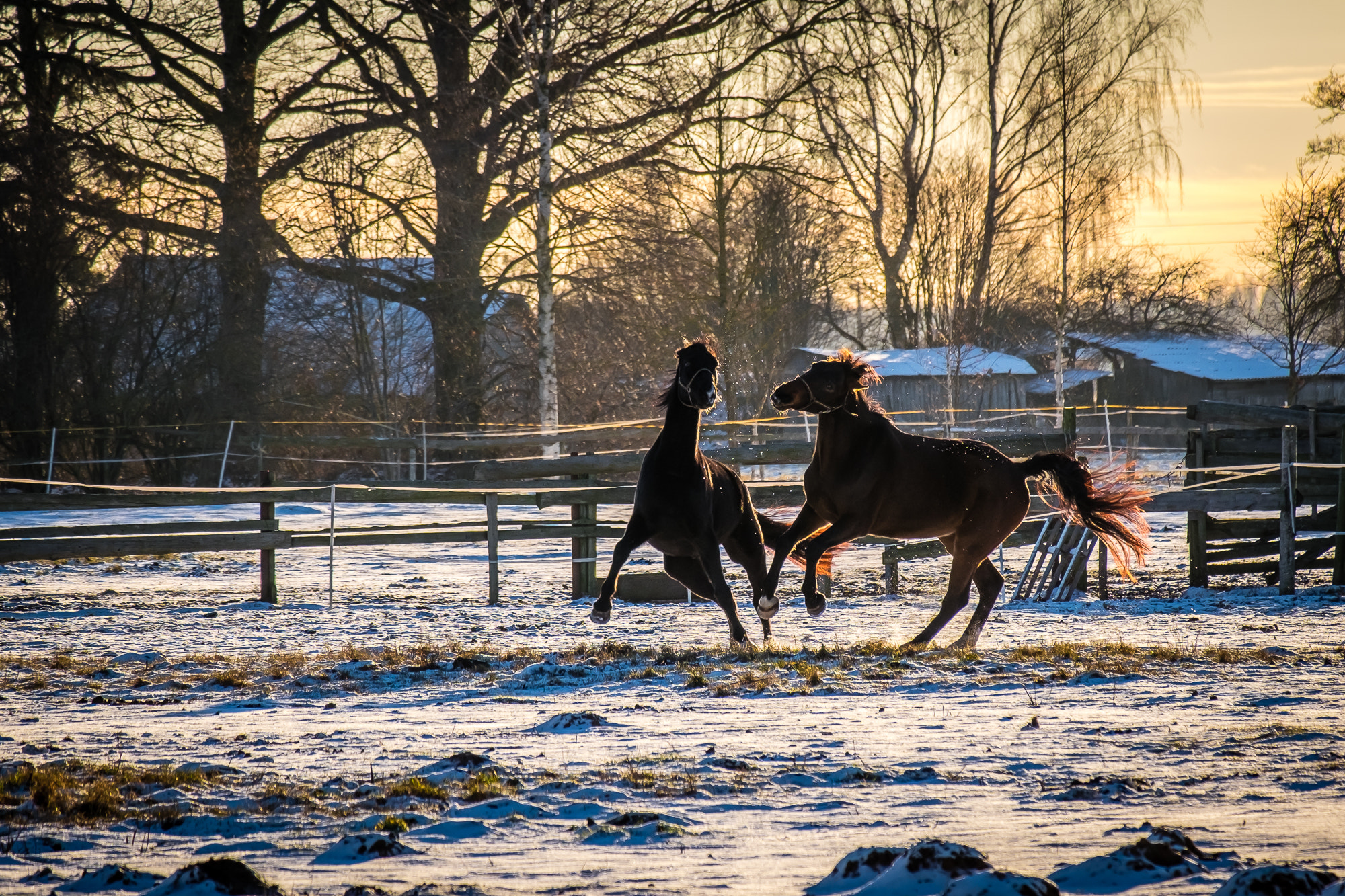 Fujifilm X-T10 + Fujifilm XC 50-230mm F4.5-6.7 OIS II sample photo. Horse play photography