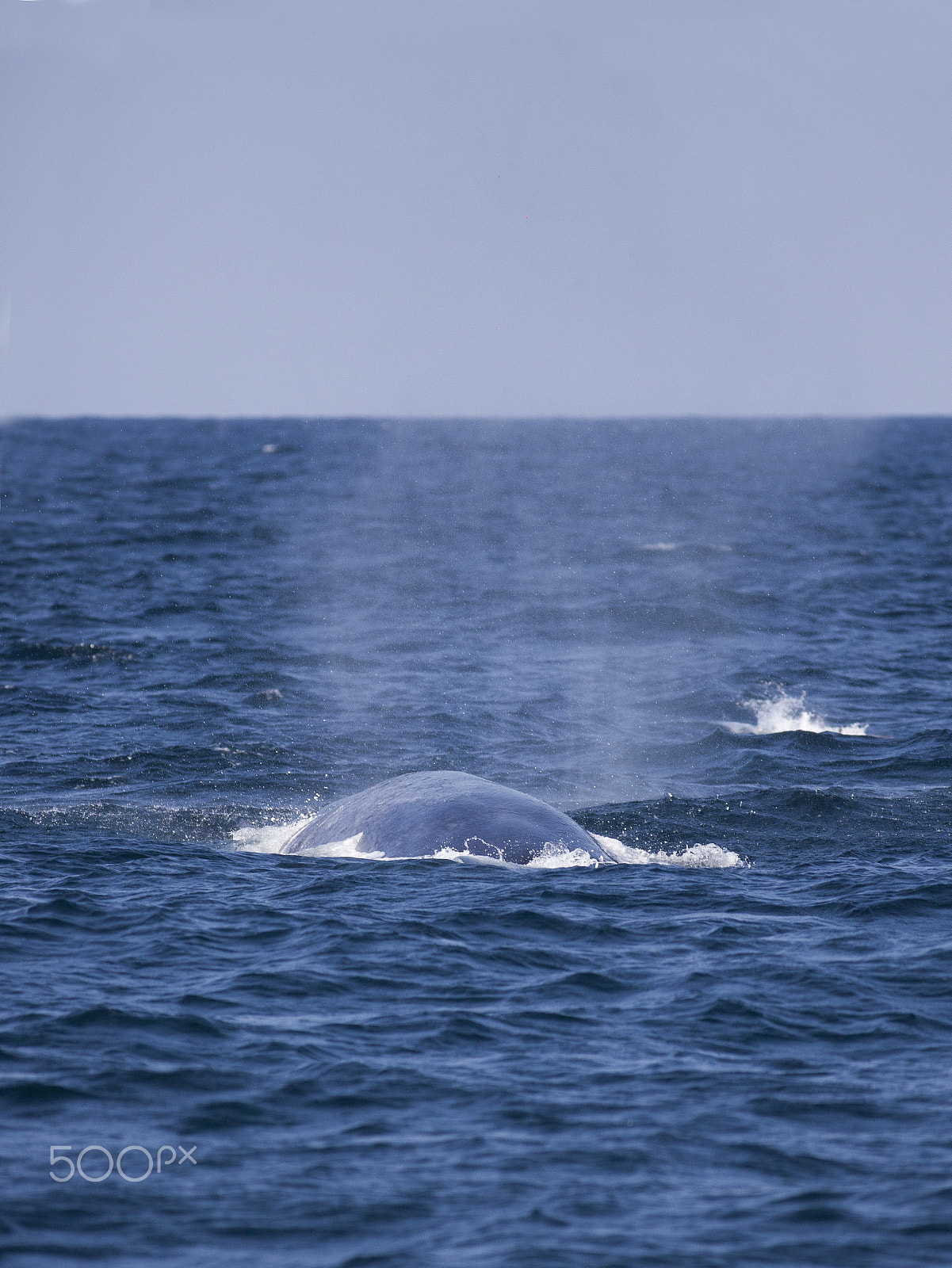 Canon EOS 5D Mark II + Canon EF 400mm F5.6L USM sample photo. Diving blue whale - indian ocean - sri-lanka photography
