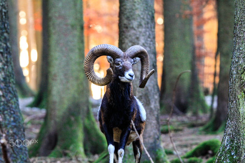 Canon EOS 7D + Tamron SP 150-600mm F5-6.3 Di VC USD sample photo. Mouflon ii photography