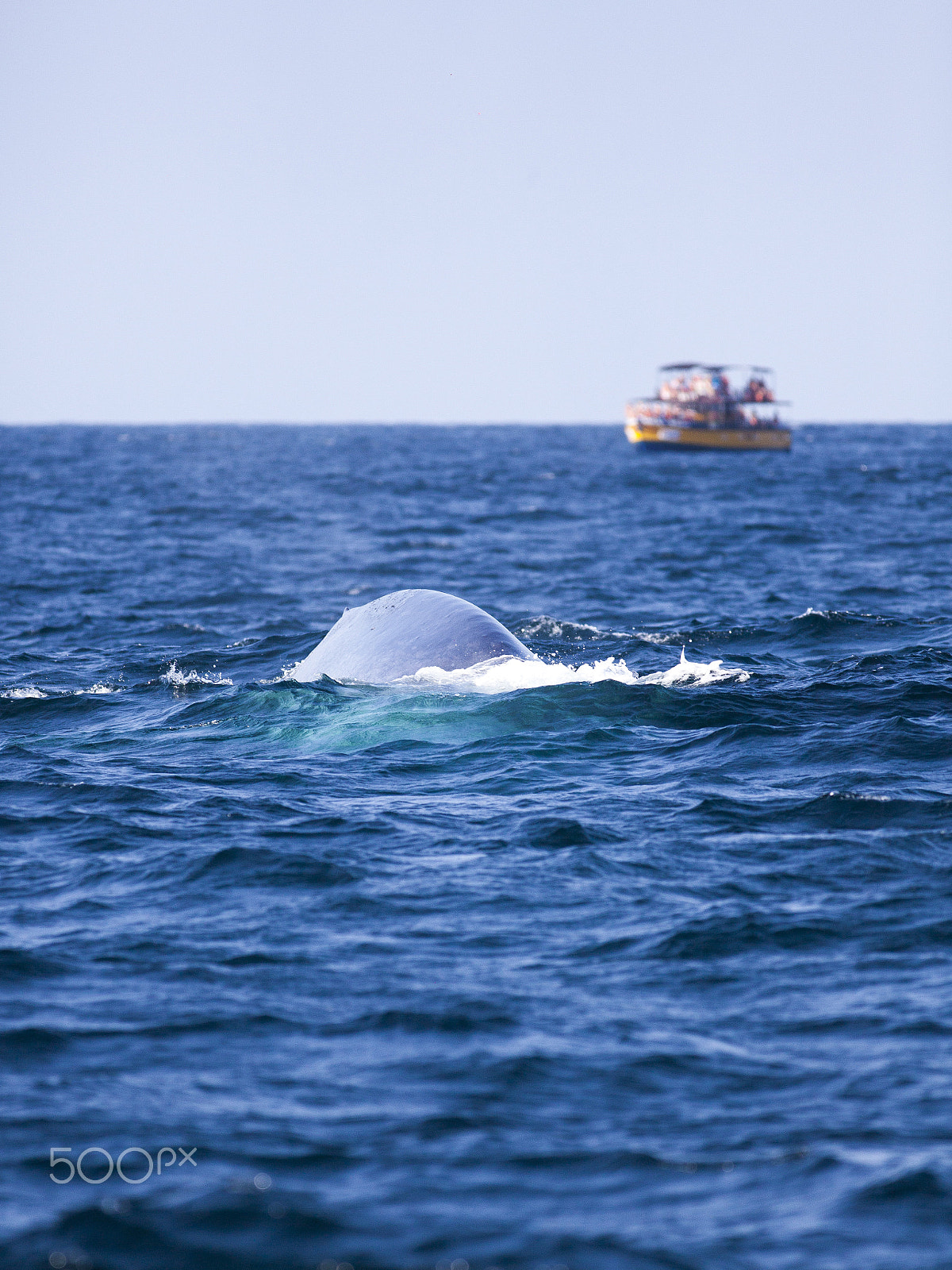 Canon EOS 5D Mark II + Canon EF 400mm F5.6L USM sample photo. Blue whale diving - indian ocean - sri-lanka (balaenoptera musculus) photography