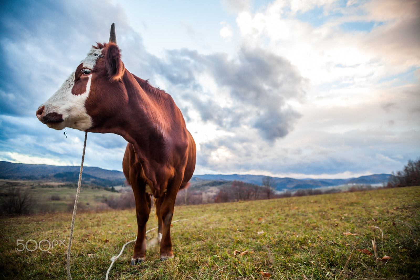 Canon EF 20-35mm f/2.8L sample photo. Cow on a field photography