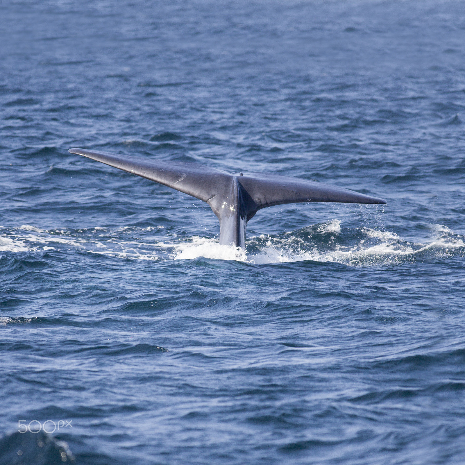 Canon EOS 5D Mark II + Canon EF 400mm F5.6L USM sample photo. Blue whale diving - indian ocean - sri-lanka (balaenoptera musculus) photography