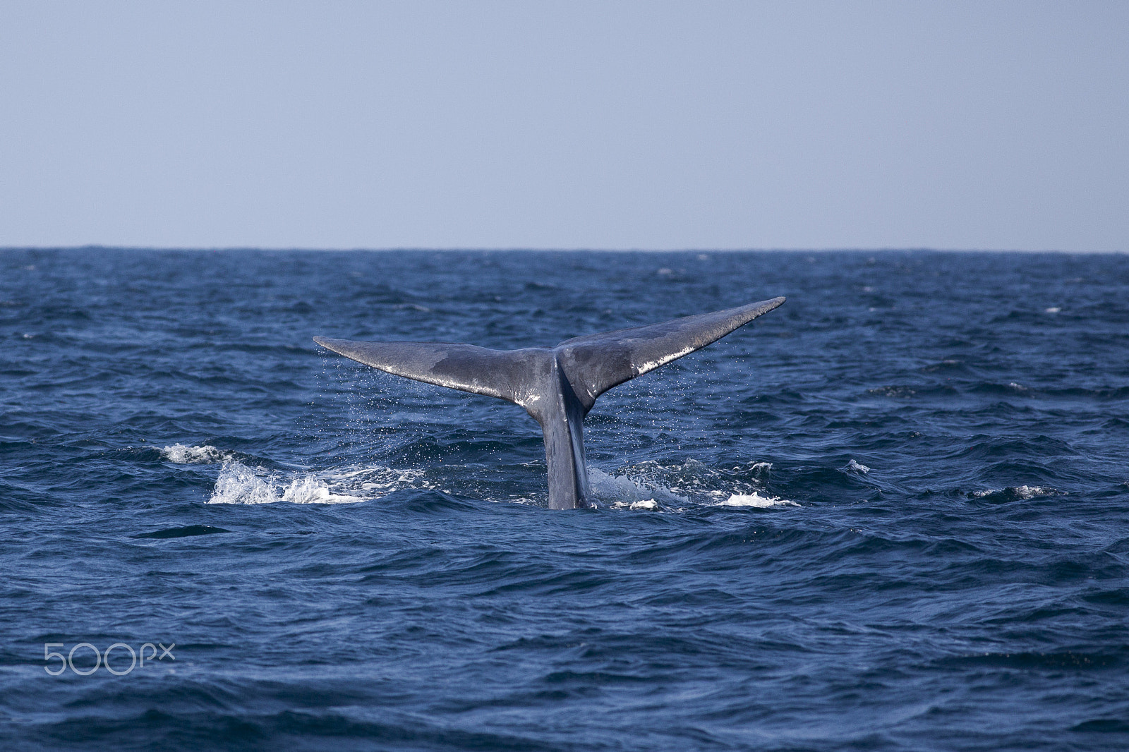 Canon EOS 5D Mark II + Canon EF 400mm F5.6L USM sample photo. Blue whale diving - indian ocean - sri-lanka (balaenoptera musculus) photography