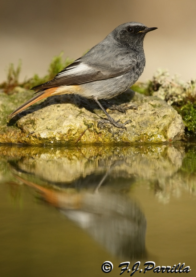 Canon EF 300mm F2.8L IS II USM sample photo. Colirrojo photography