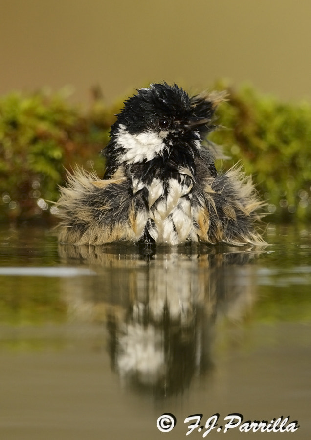 Canon EF 300mm F2.8L IS II USM sample photo. Carbonero garrapinos photography