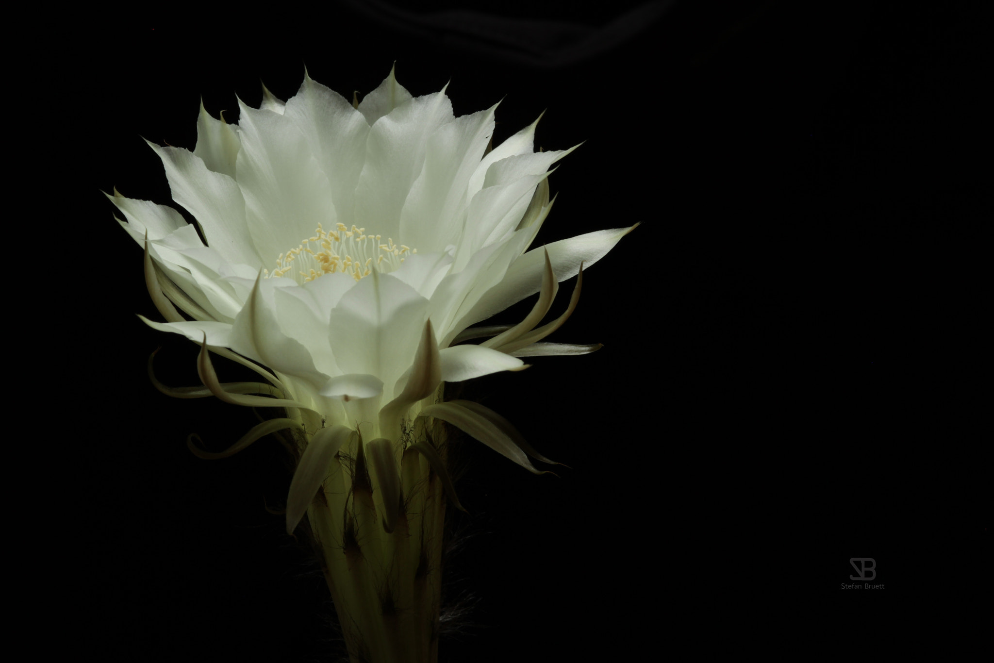 Canon EOS 7D + ZEISS Makro-Planar T* 100mm F2 sample photo. Cactus flower photography