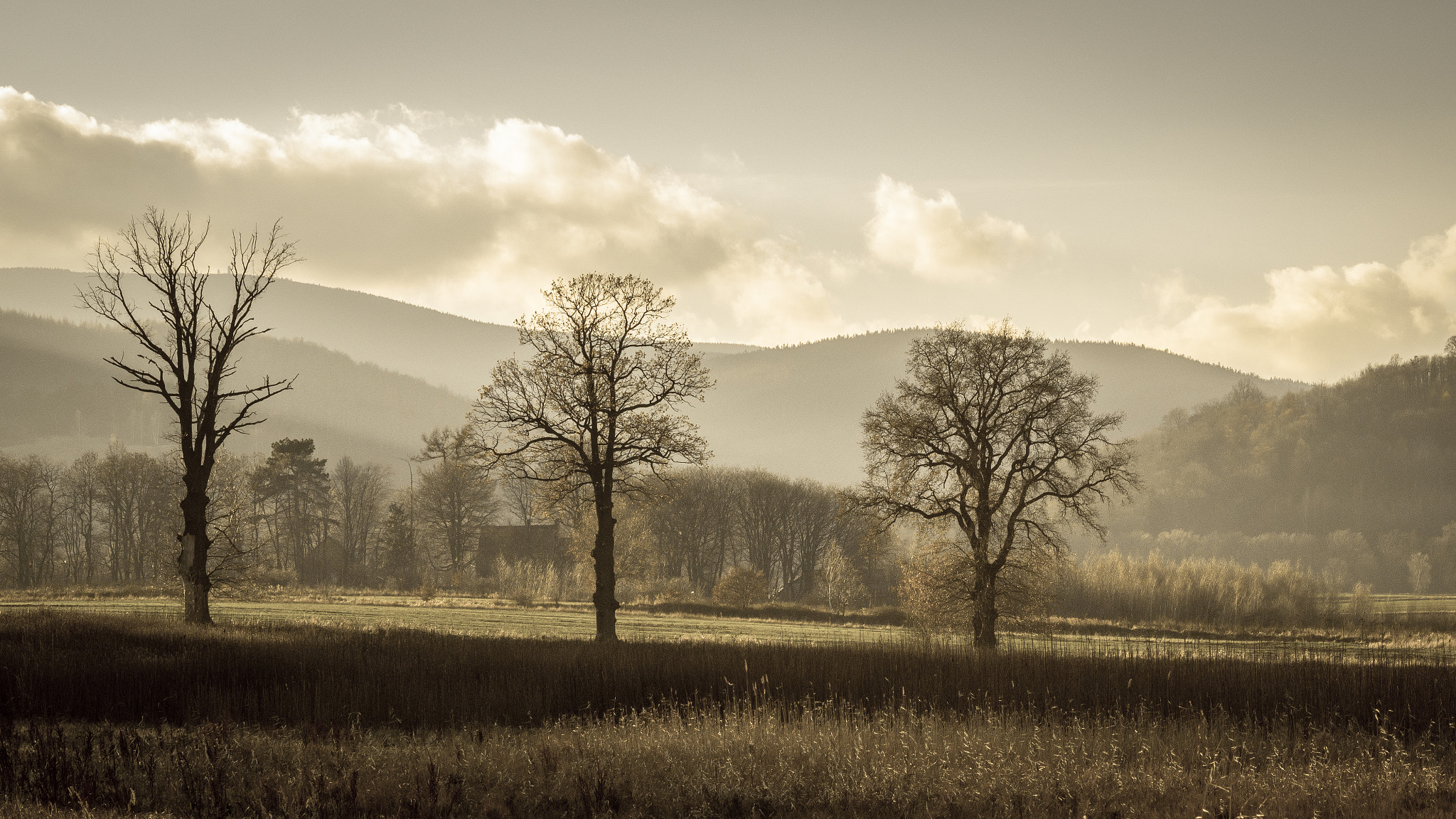 Sigma 70-300mm F4-5.6 DL Macro sample photo. Three little trees photography