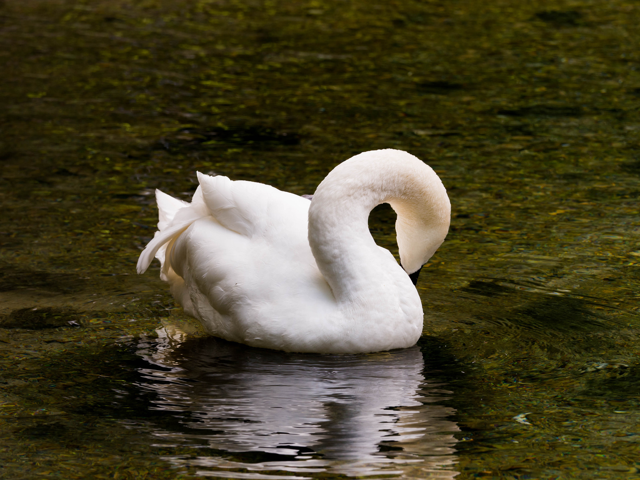 Olympus OM-D E-M10 + Olympus M.Zuiko Digital ED 40-150mm F2.8 Pro sample photo. Swan in the spring of the river bosnia photography
