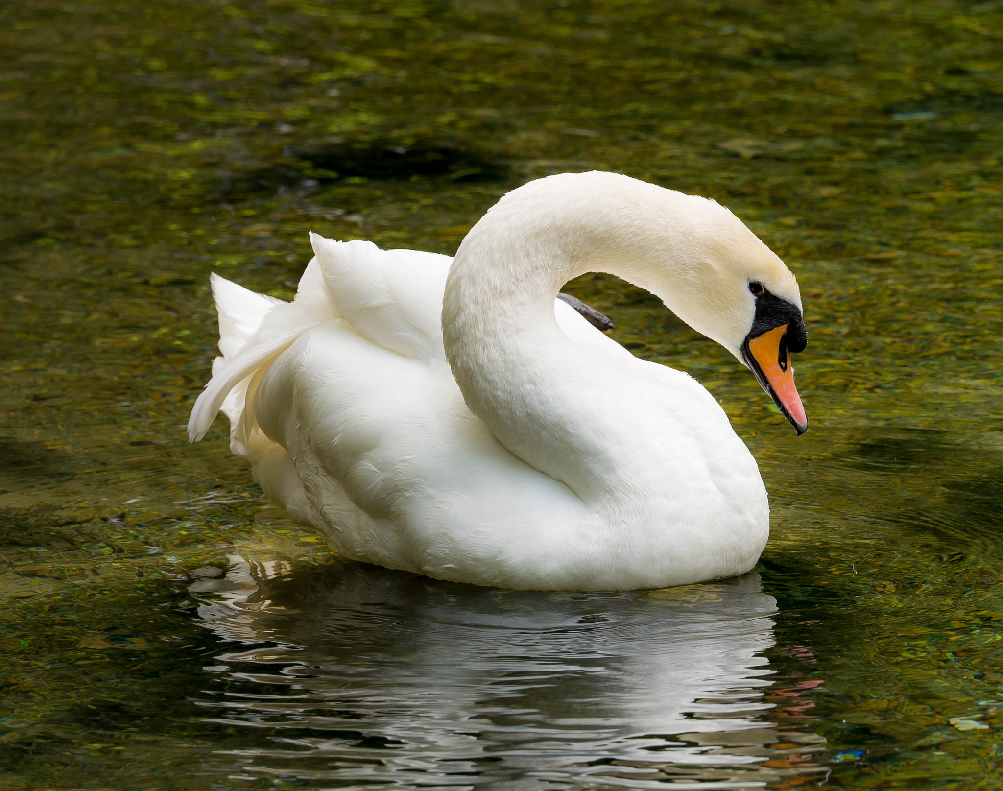 Olympus OM-D E-M10 + Olympus M.Zuiko Digital ED 40-150mm F2.8 Pro sample photo. Swan in the spring  of the river bosnia 1 photography