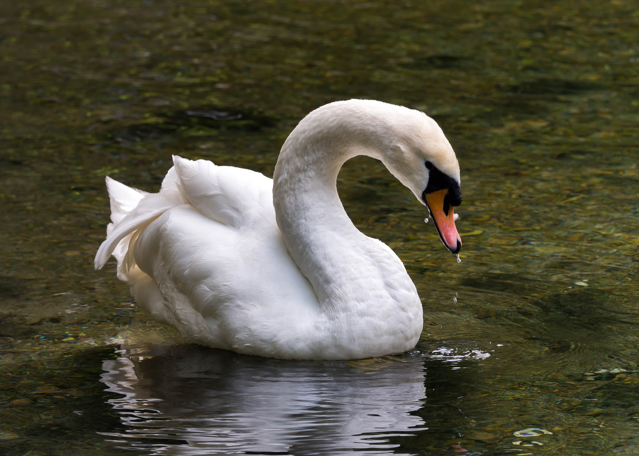 Olympus OM-D E-M10 + Olympus M.Zuiko Digital ED 40-150mm F2.8 Pro sample photo. Swan in the spring of the river bosnia 2 photography